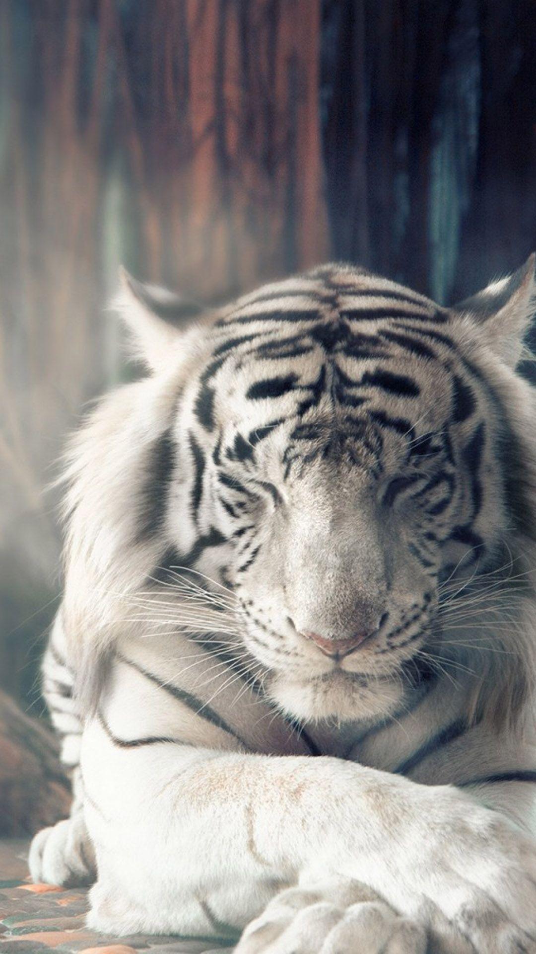 1080x1920 White Wallpaper Siberian Tiger