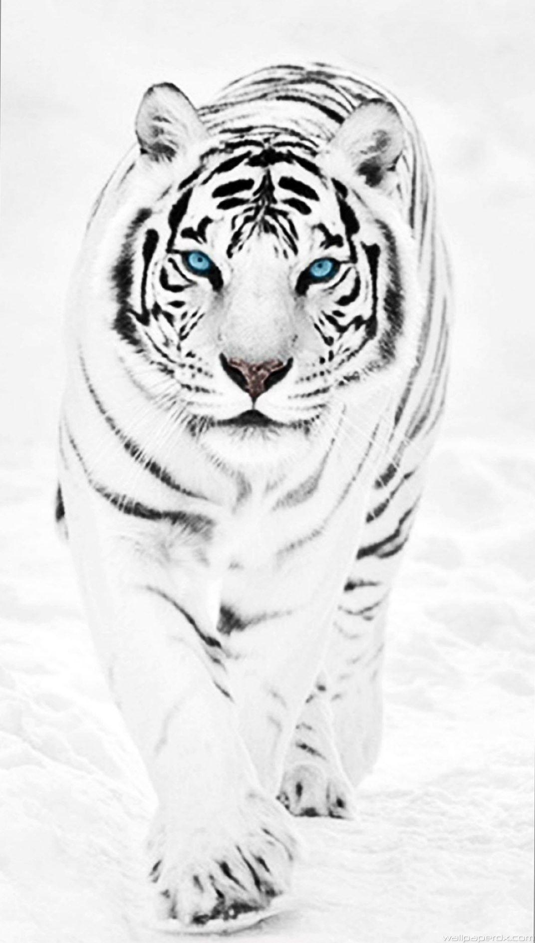 1072x1890 White Tiger iPhone Wallpaper