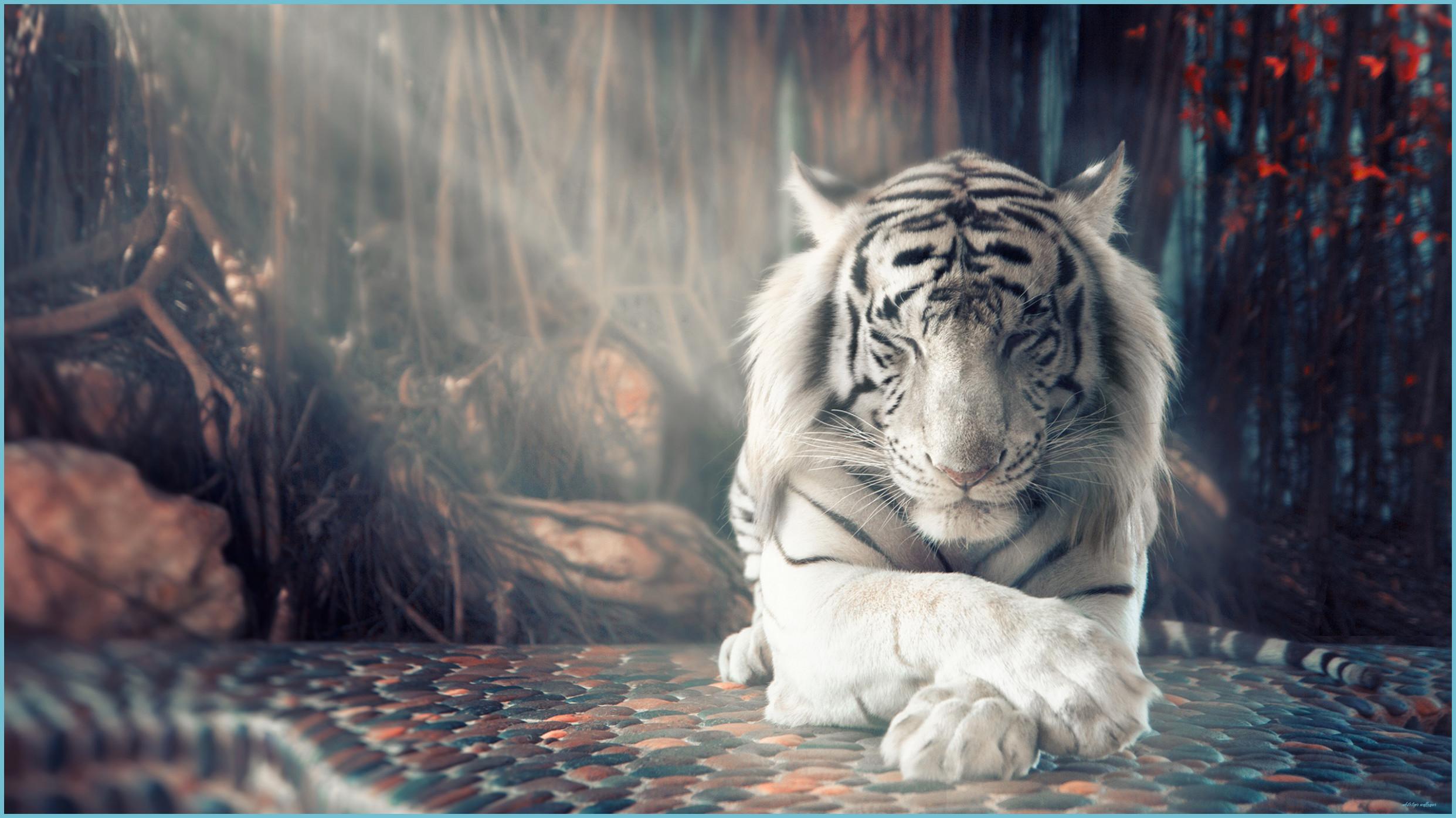 2483x1396 Mind Numbing Facts About White Tiger Wallpaper. White Tiger Wallpaper