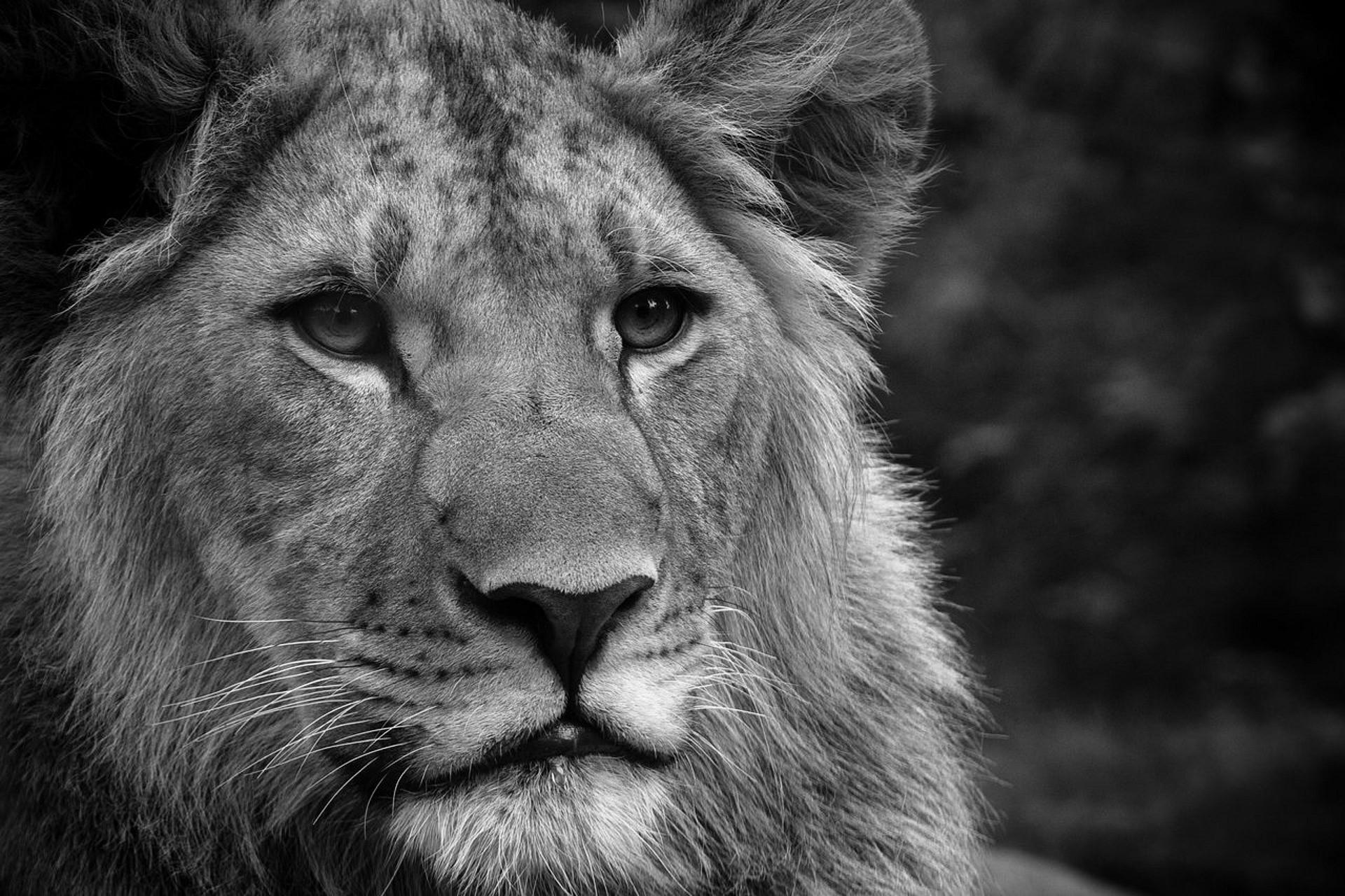 1920x1280 Lion, Face, Fluffy, Mane, Black white wallpaper