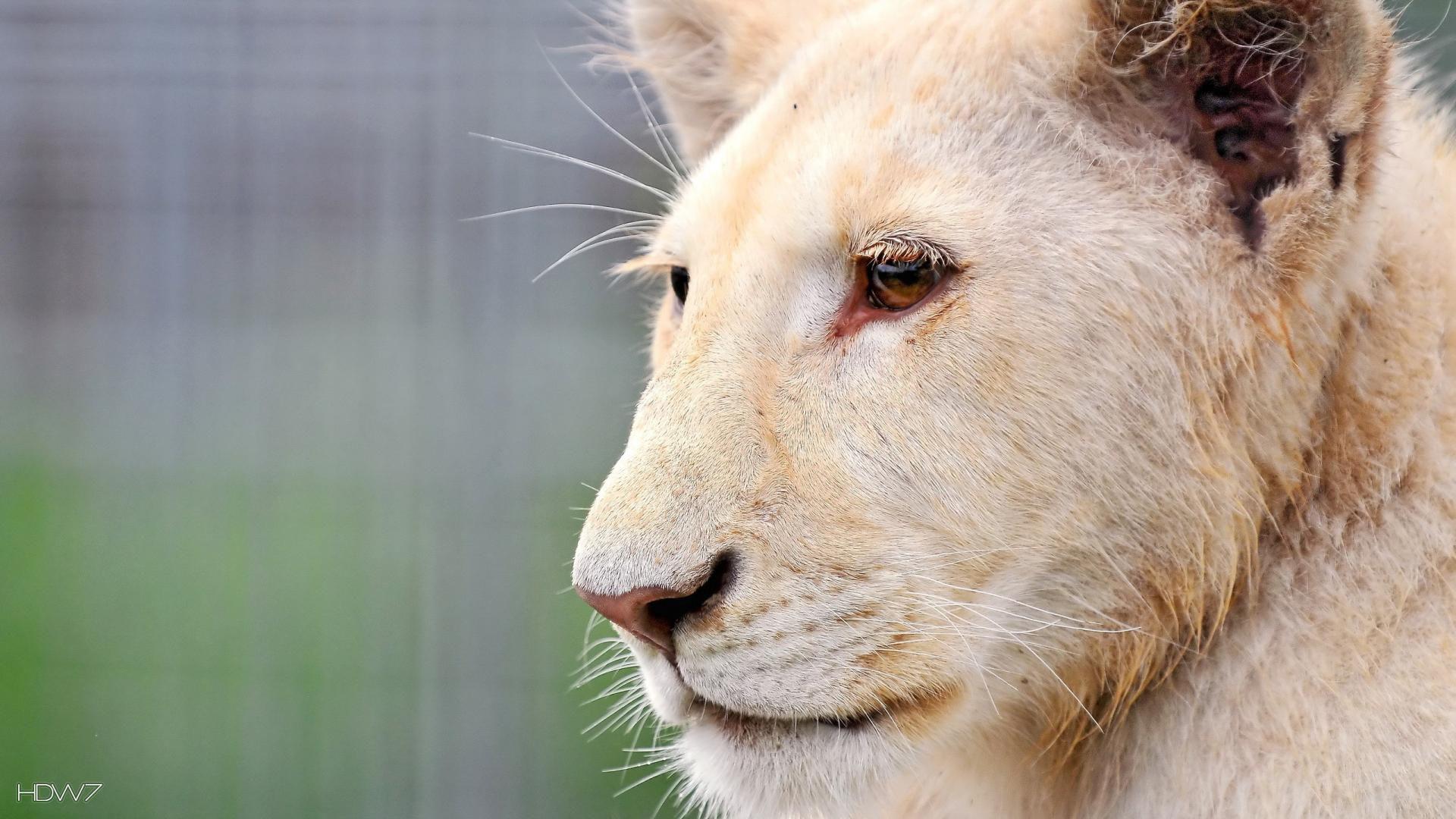 1920x1080 lion white lion face profile 1080x1920. HD wallpaper gallery