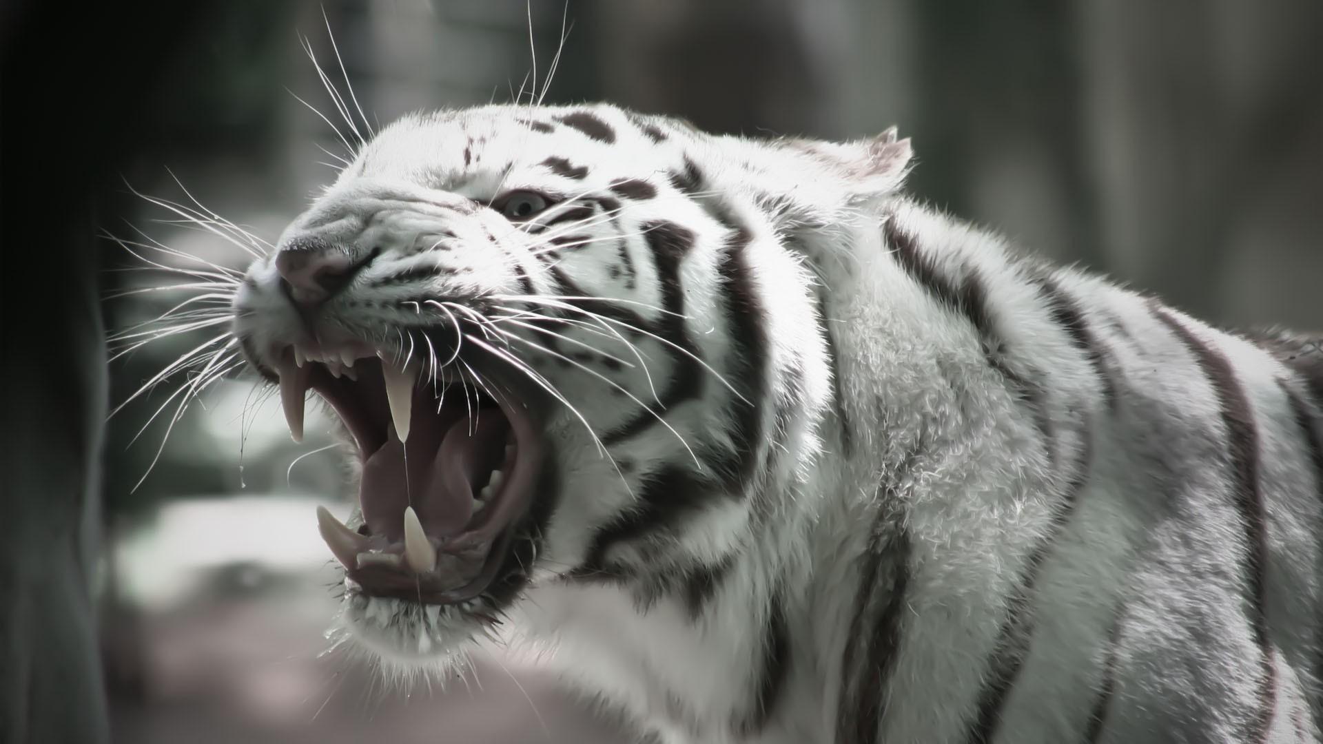 1920x1080 White Tiger Wallpaper Free Download