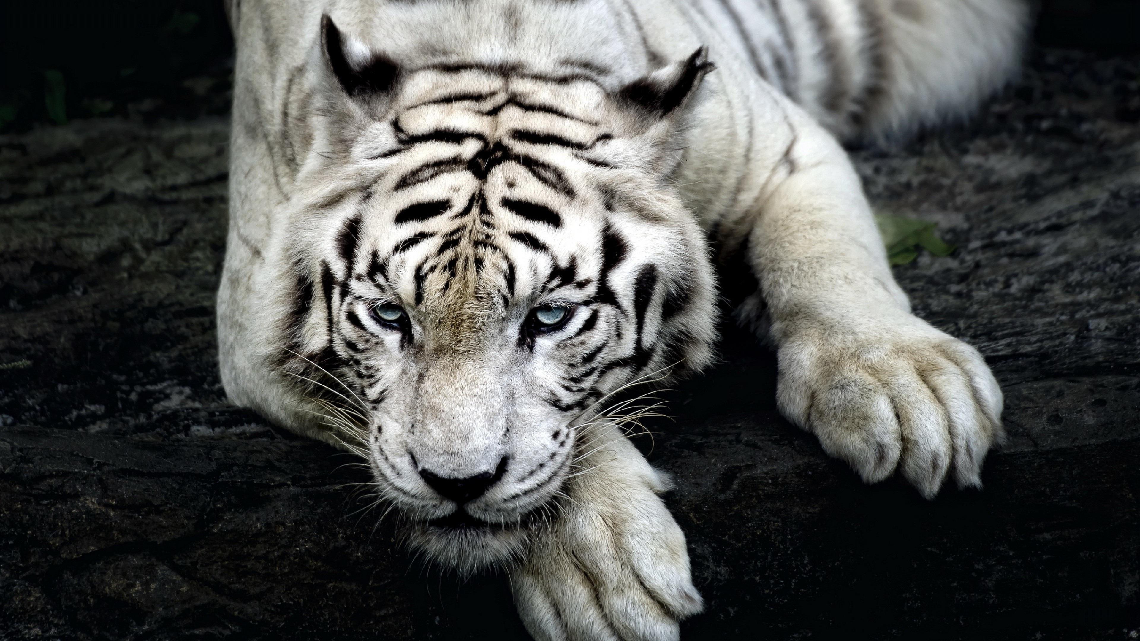 3840x2160 Wallpaper 4k Tiger Albino 4k Wallpaper