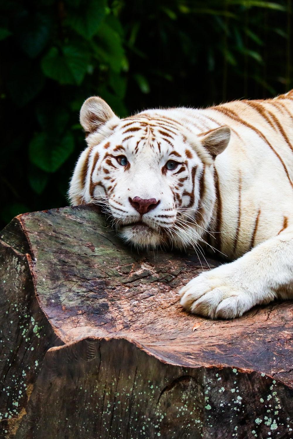 1000x1499 White Tiger Picture [HD]. Download Free Image