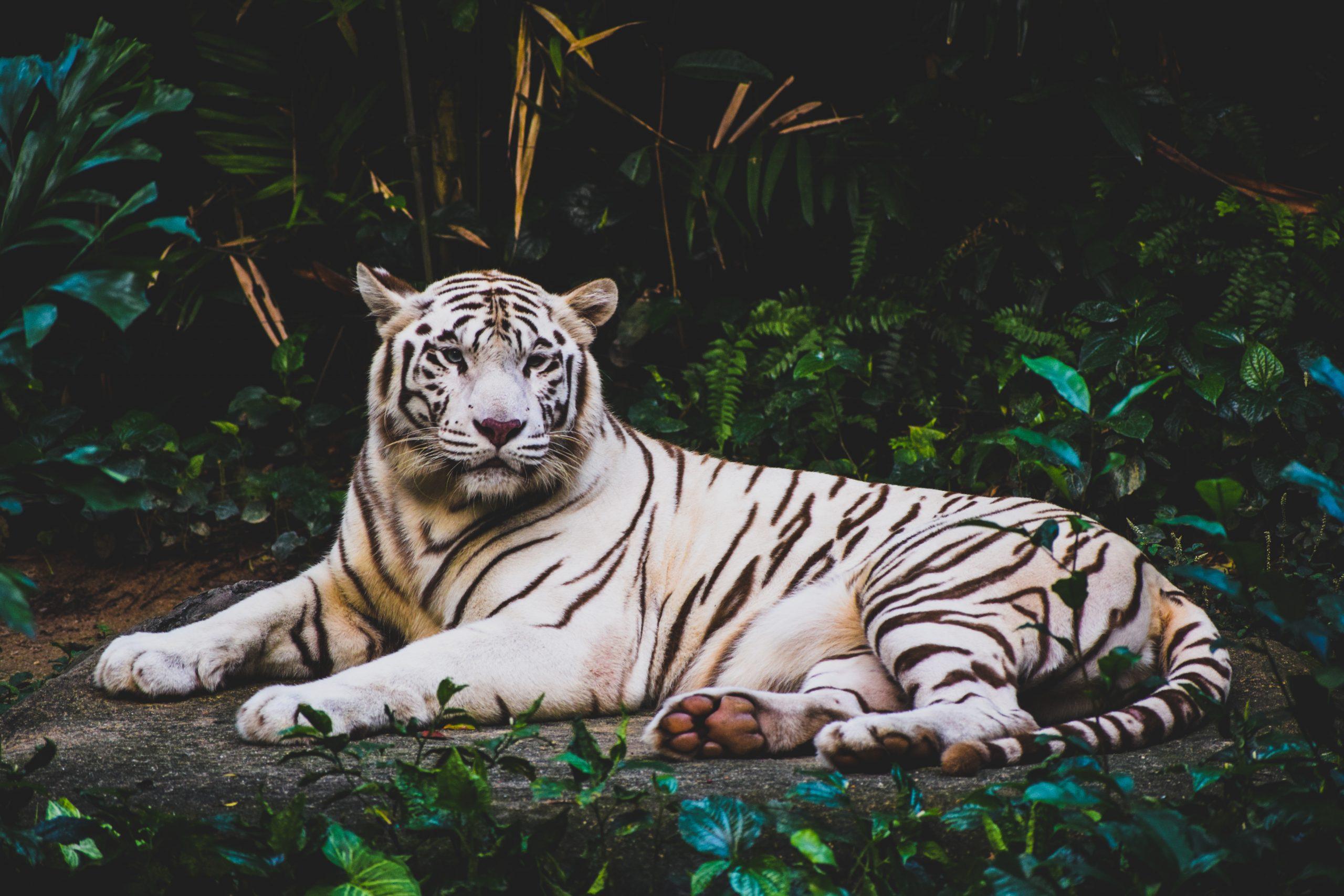 2560x1707 Albino tiger lying on ground at nighttime • Wallpaper For You HD Wallpaper For Desktop & Mobile