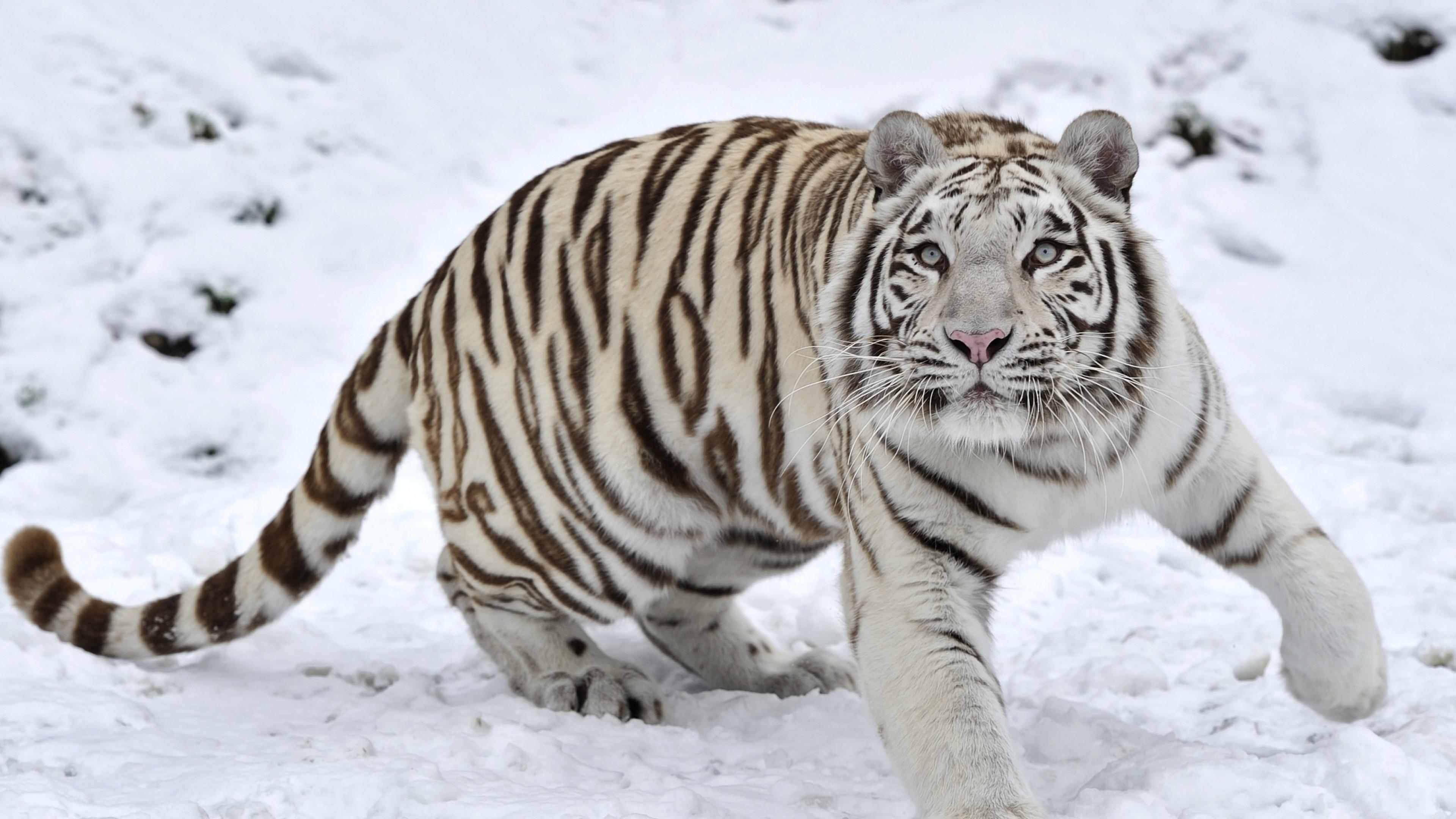 3840x2160 Wallpaper 4k Tiger Albino 1 4k Wallpaper
