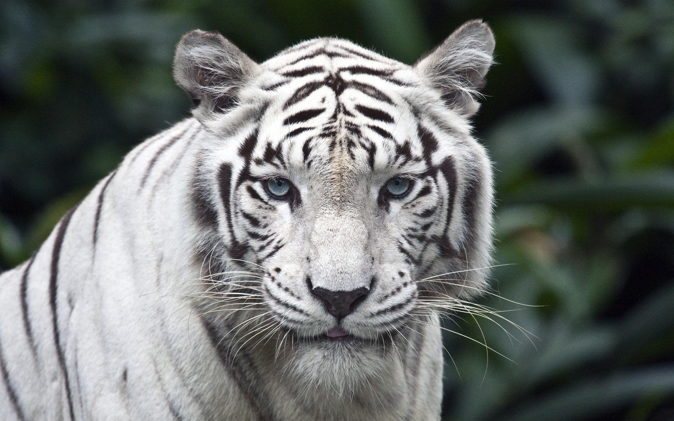2560x1600 Tiger, Predator, Big cat, Albino, Eyes, Stripes wallpaper