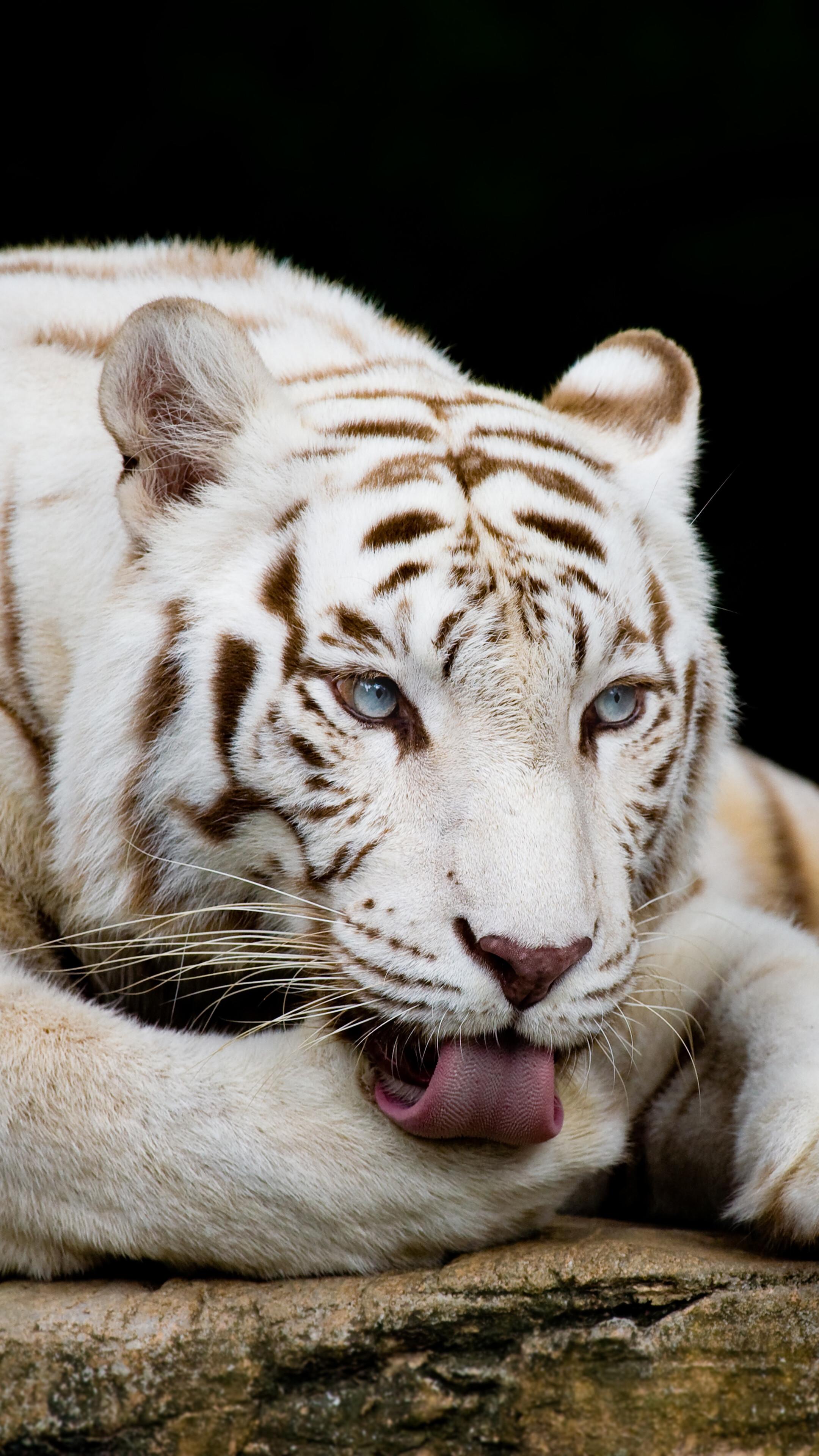 2160x3840 White Tiger Wallpaper iPhone HD Wallpaper