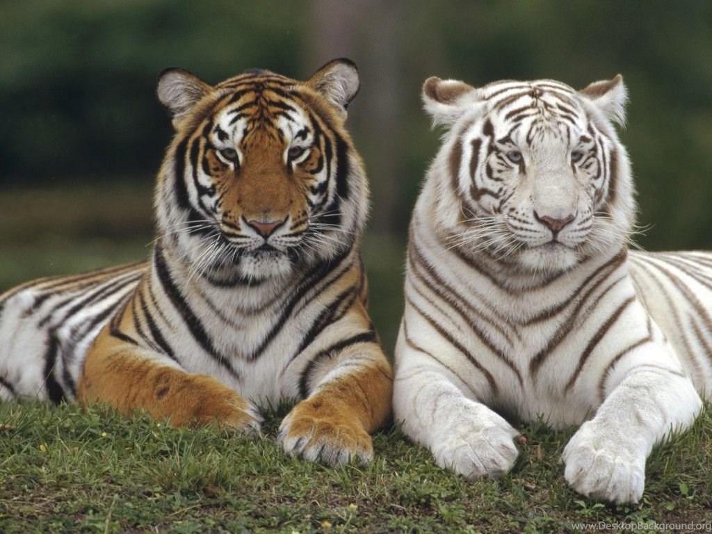 1024x768 Baby White Tiger Wallpaper Desktop Background