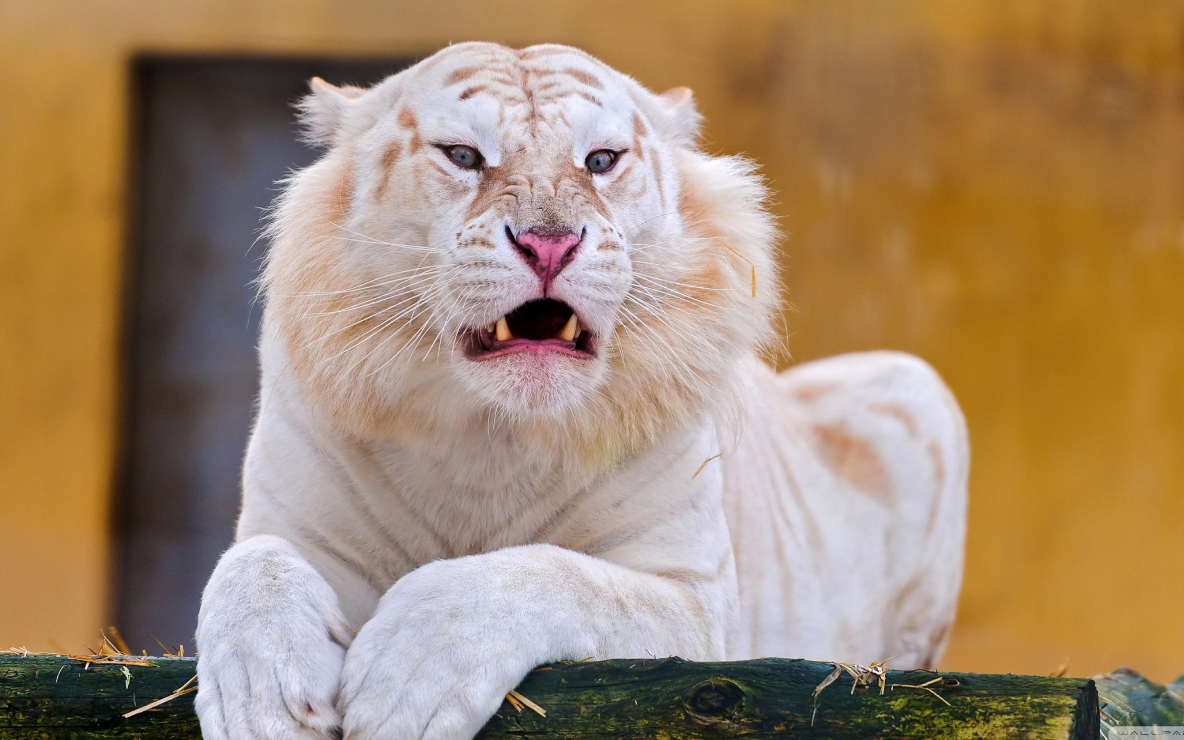 3840x2400 White Tiger Wallpaper HD Widescreen 3840x2400 :