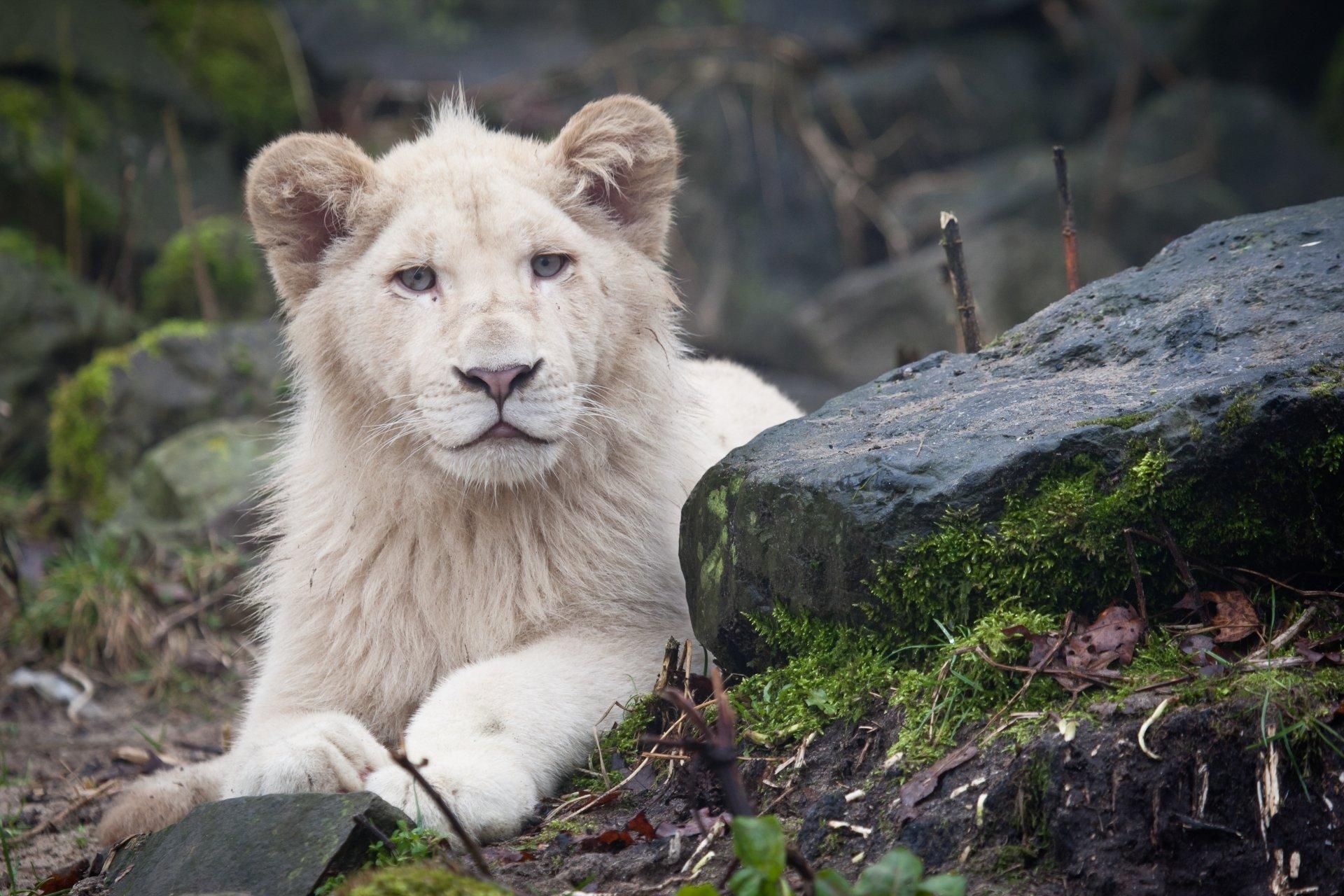 1920x1280 4K Ultra HD White Lion Wallpaper and Background Image
