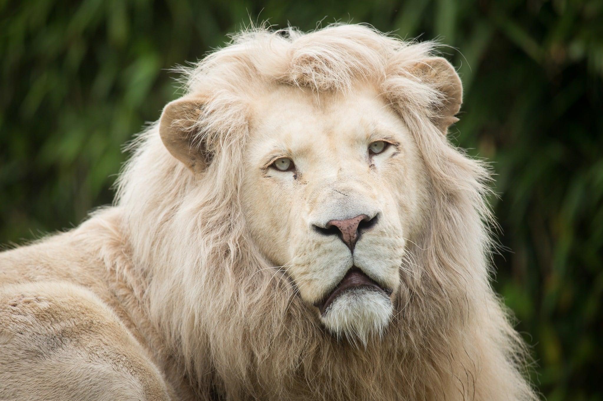2048x1365 White Lion Wallpaper, HD White Lion Background