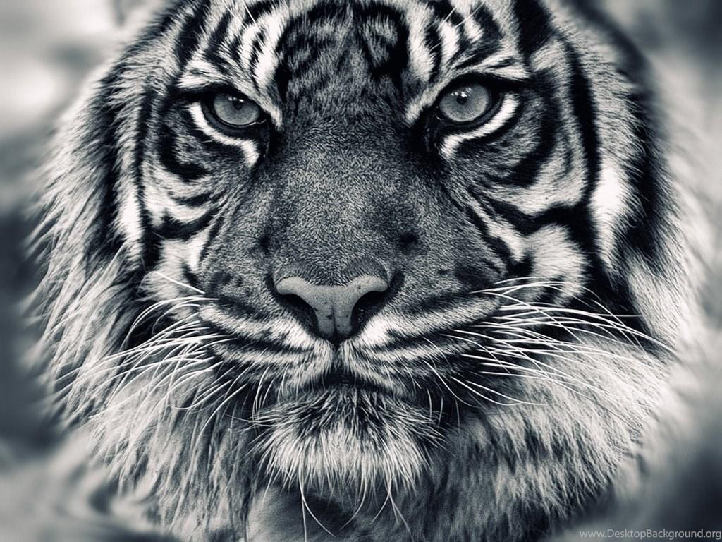 1024x768 White Tiger Wallpaper Collection Desktop Background
