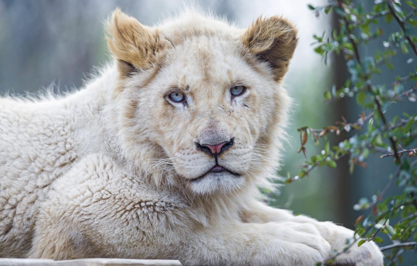 1332x850 Wallpaper cat, face, blue eyes, lion, white lion, ©Tambako The Jaguar image for desktop, section кошки