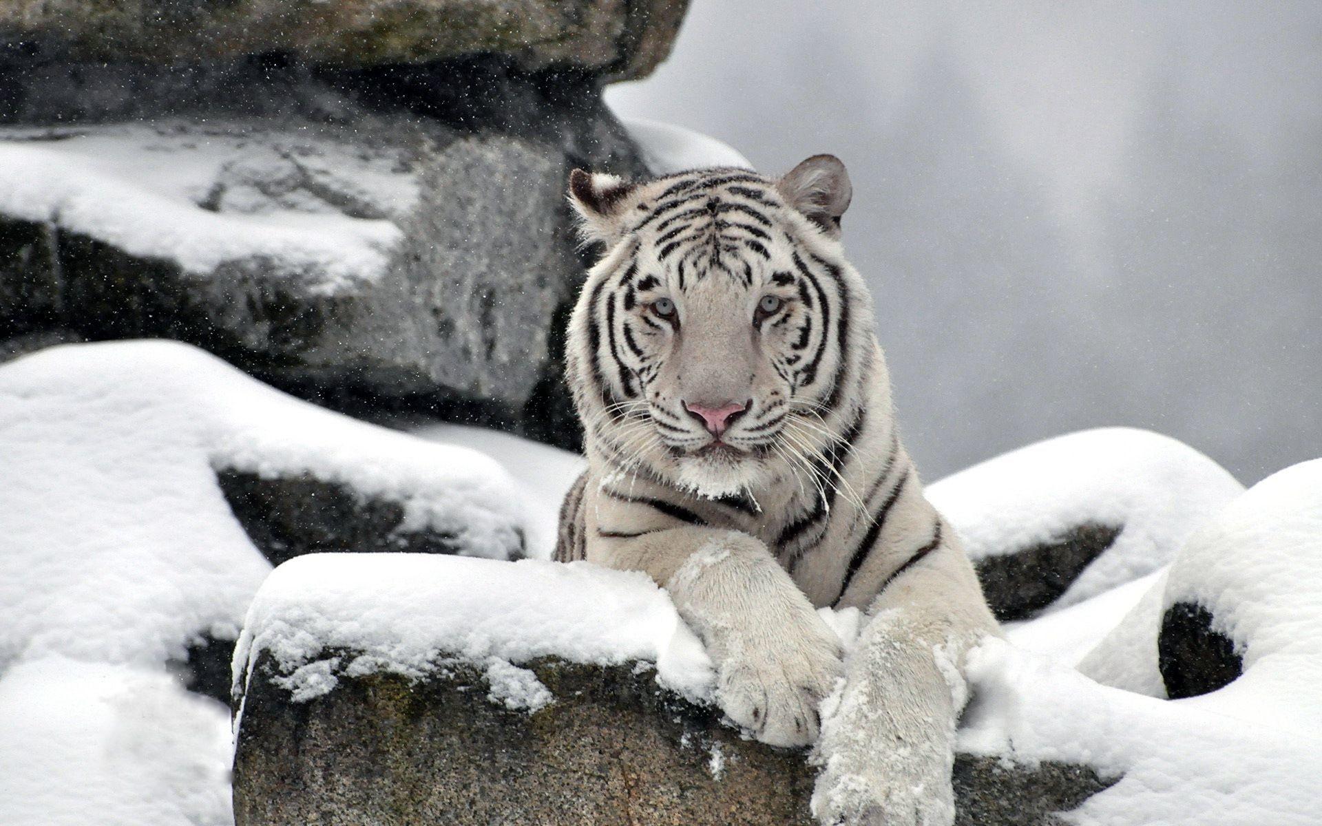 1920x1200 White Tiger HD Wallpaper White Tiger HD Wallpaper White Tiger Wallpaper 1080p