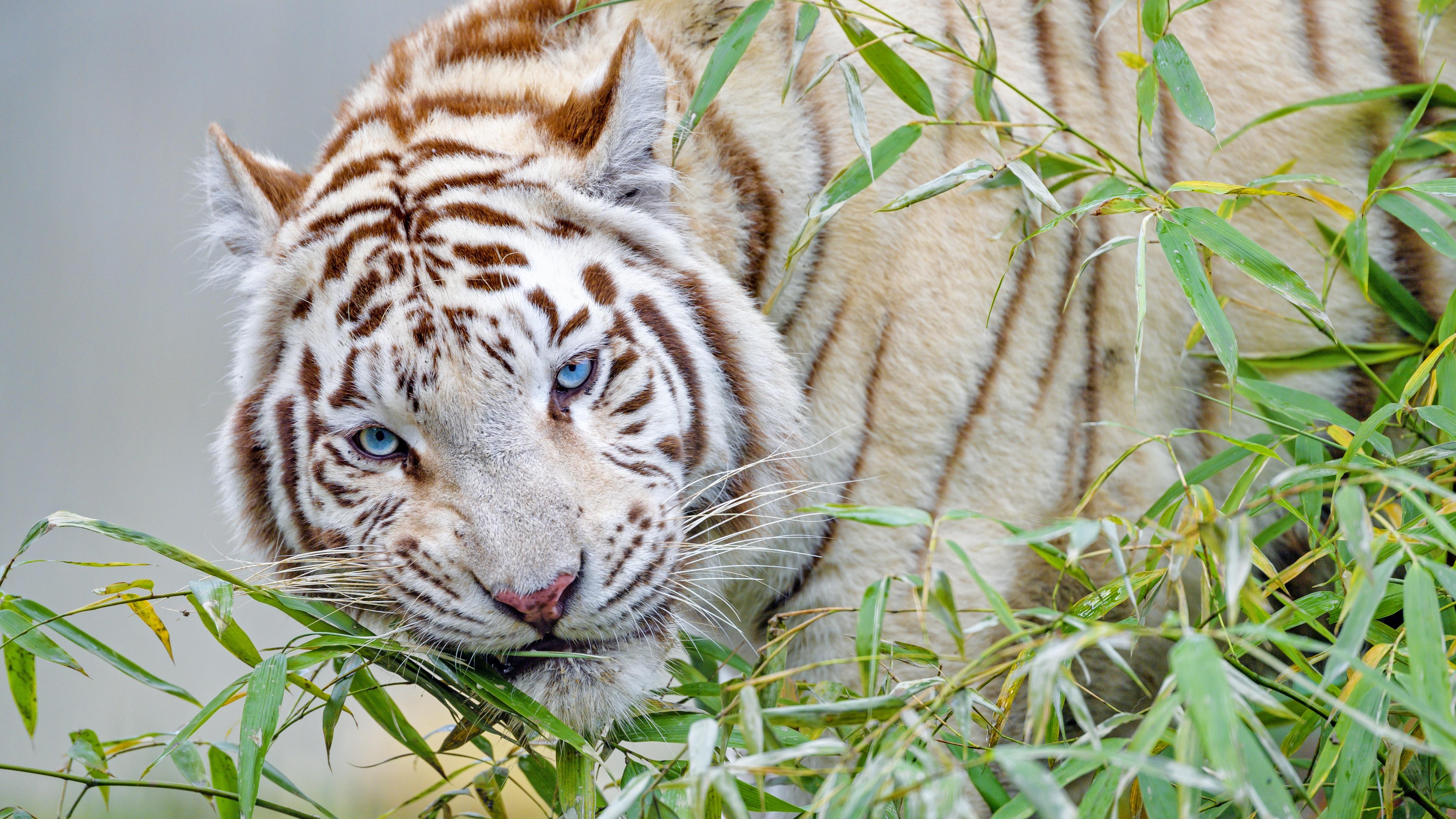 4480x2520 White tiger Wallpaper 4K, Bamboo Leaves, Zoo, Wild animal, Big cat, Animals