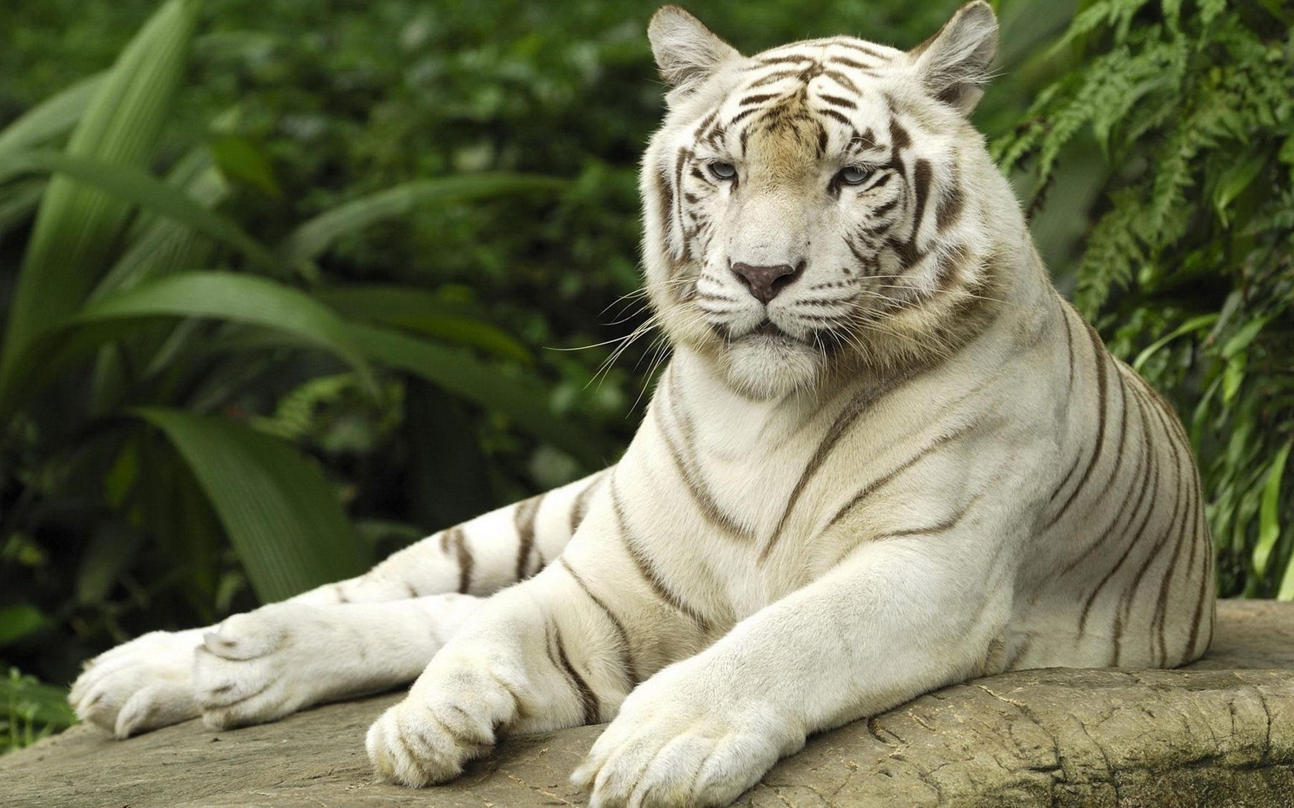 2560x1600 White Tiger Wallpaper for Android
