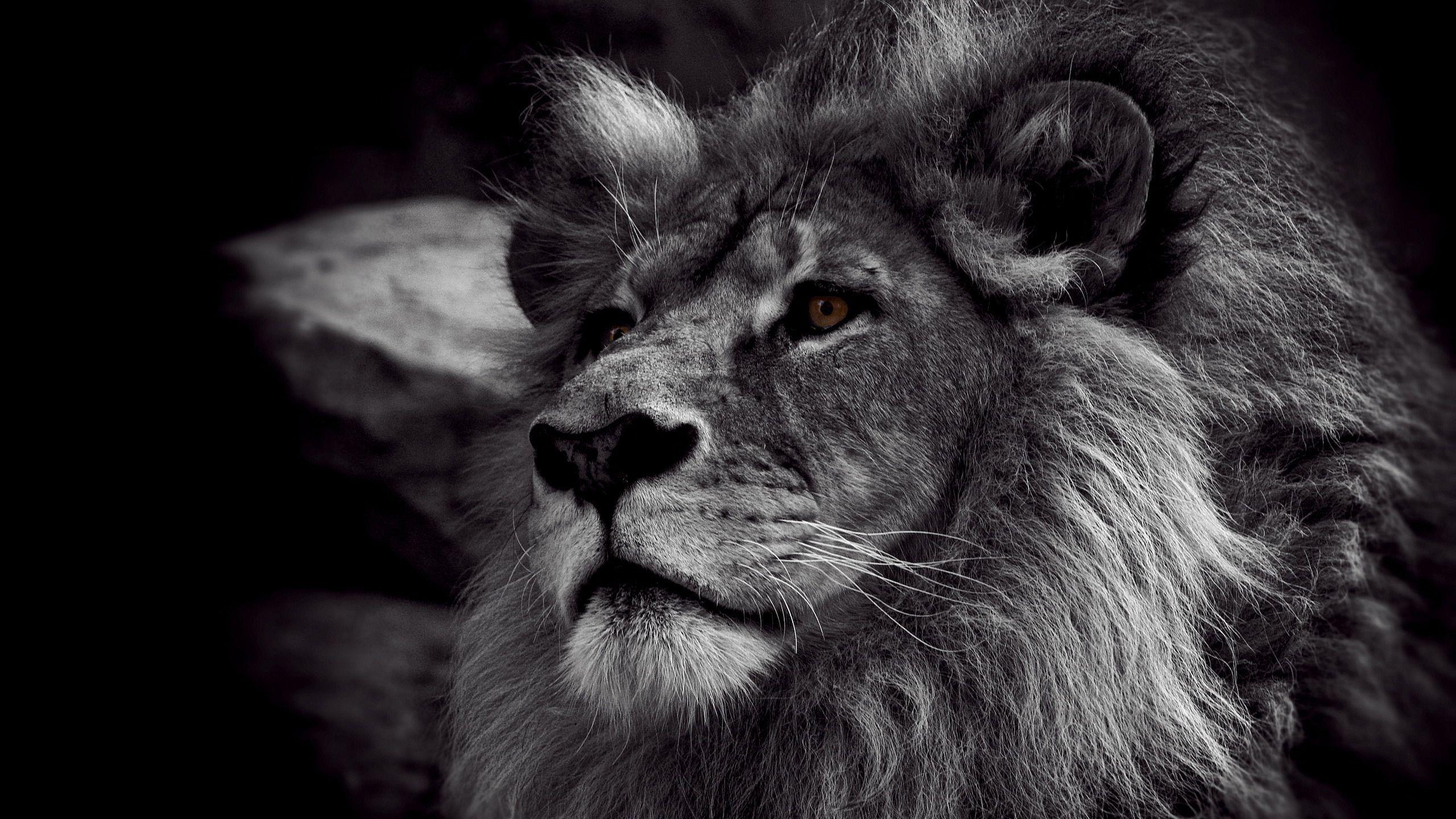 2560x1440 Black And White Photo Of Lion Face HD Black And White Wallpaper