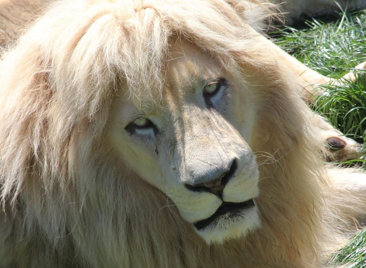 1280x937 Felines White Lion Africa