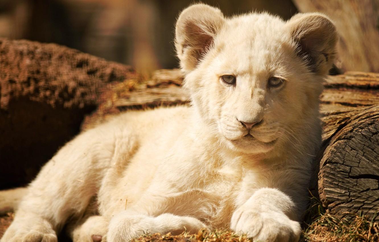 1332x850 Wallpaper white, look, face, pose, background, portrait, Leo, baby, lies, log, lion, lion image for desktop, section кошки