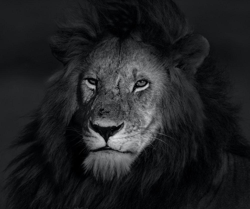 1000x837 Lion Wallpaper: Free HD Download [HQ]