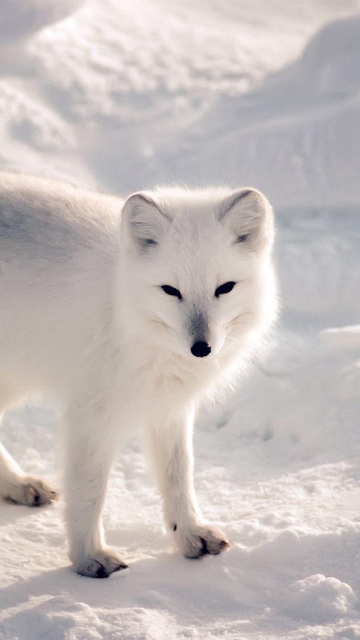 736x1308 White Artic Fox Snow Winter Animal #iPhone # 6 #plus #wallpaper #animal # wallpaper #iphonewallpaper. Snow animals, Pet fox, Cute animals
