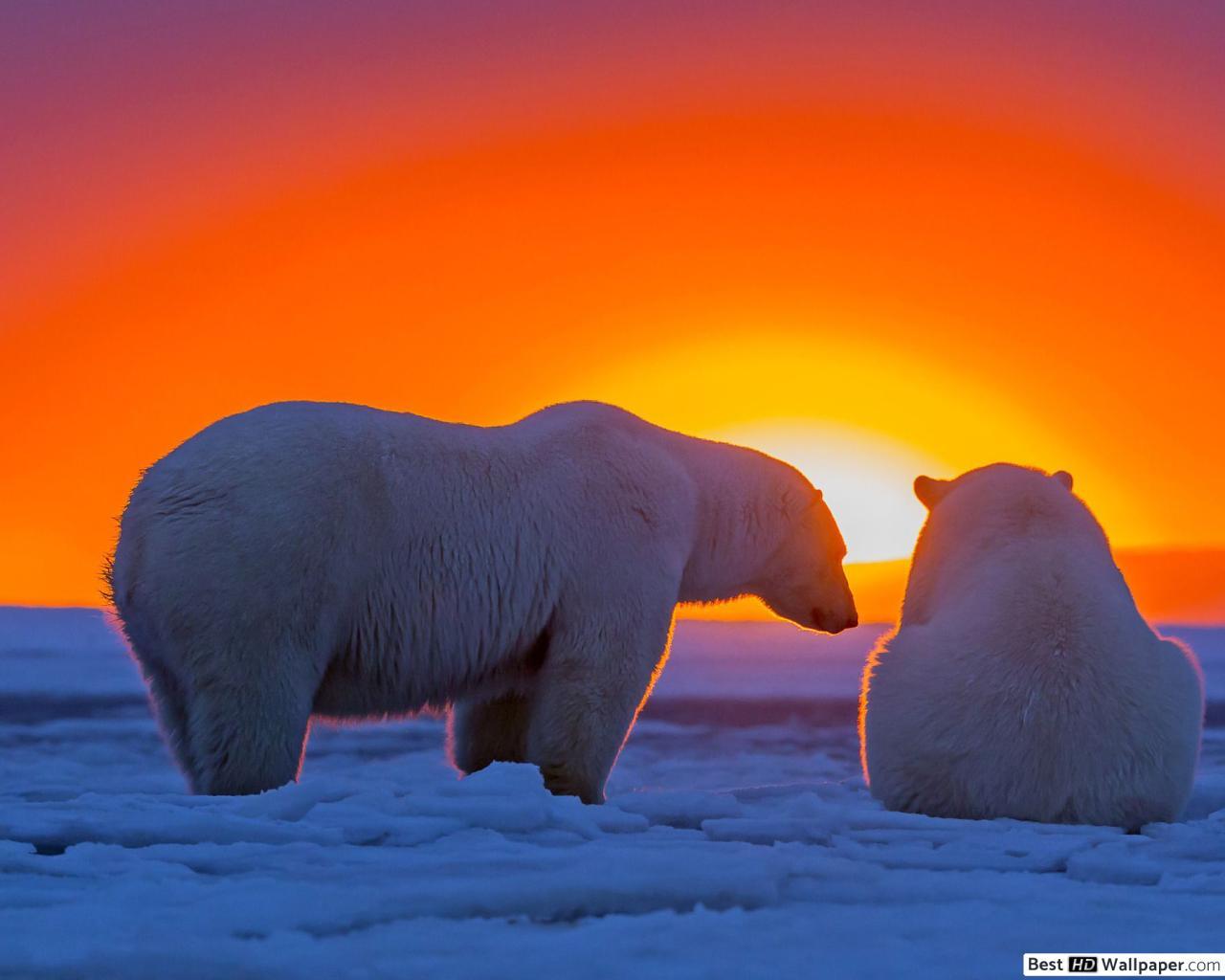 1280x1024 Polar Bears at Sunset HD wallpaper download