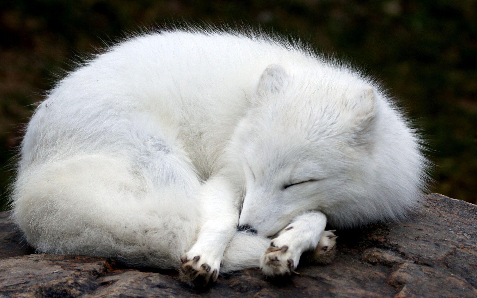 1920x1200 Arctic fox