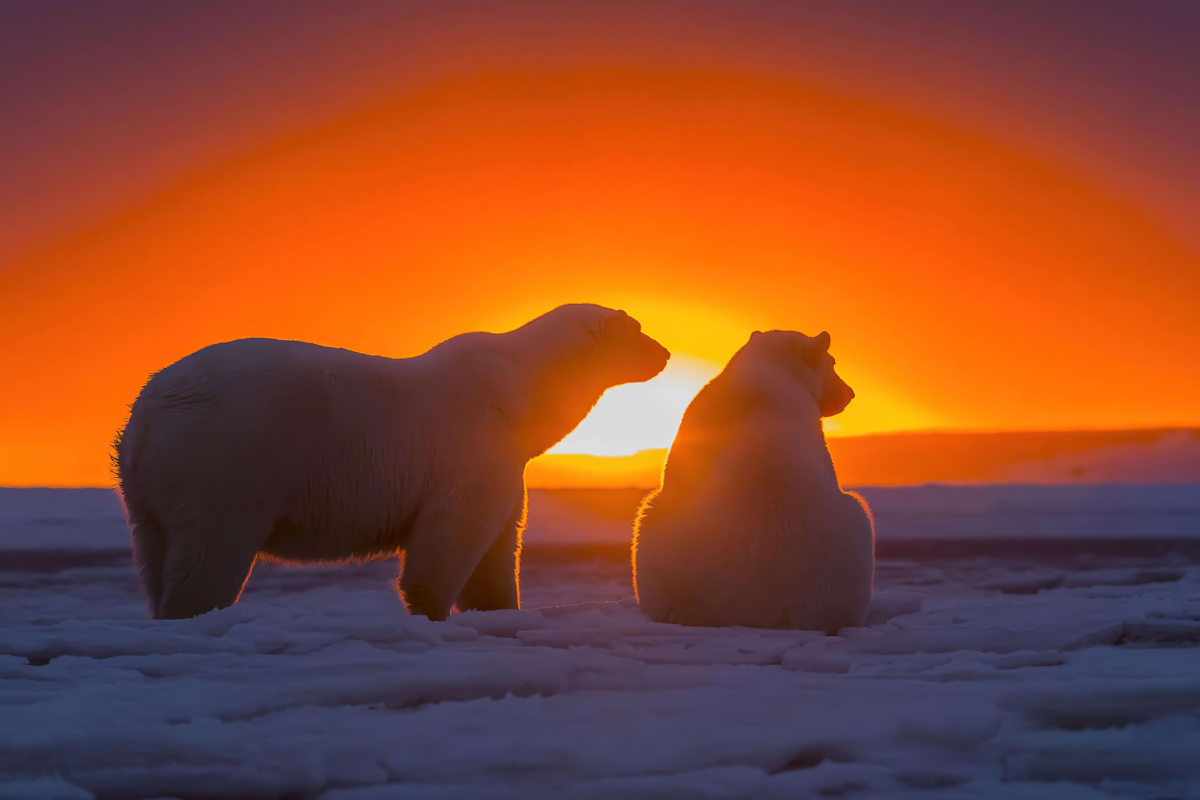 3840x2560 Two Polar Bears Watching Sunset 4k, HD Animals, 4k Wallpaper, Image, Background, Photo and Picture