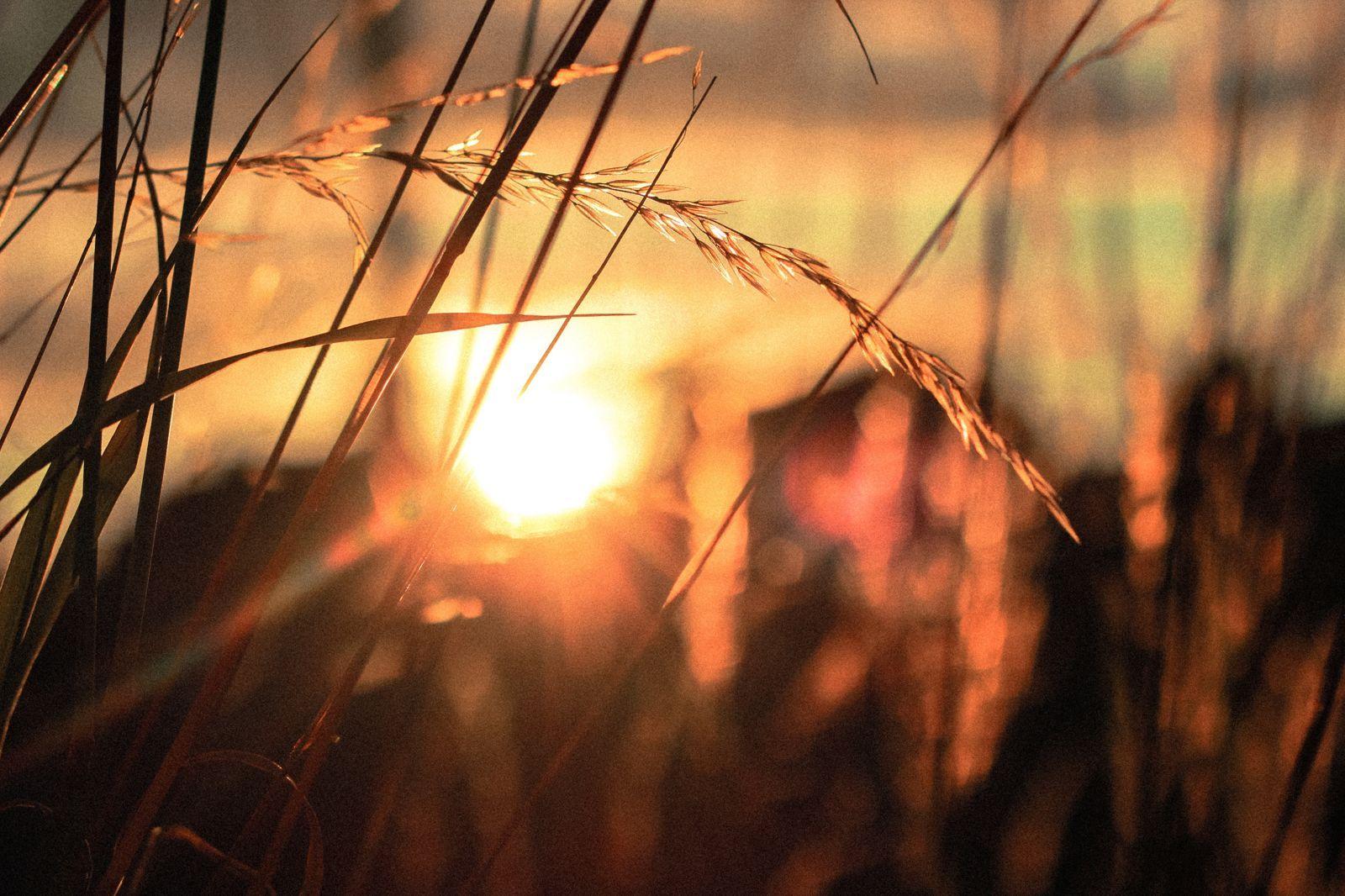 1600x1066 Sunrise Field Wallpaper
