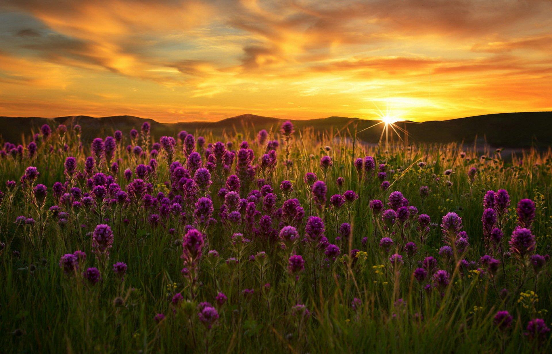 Sunrise Field Wallpapers - Top Free Sunrise Field Backgrounds