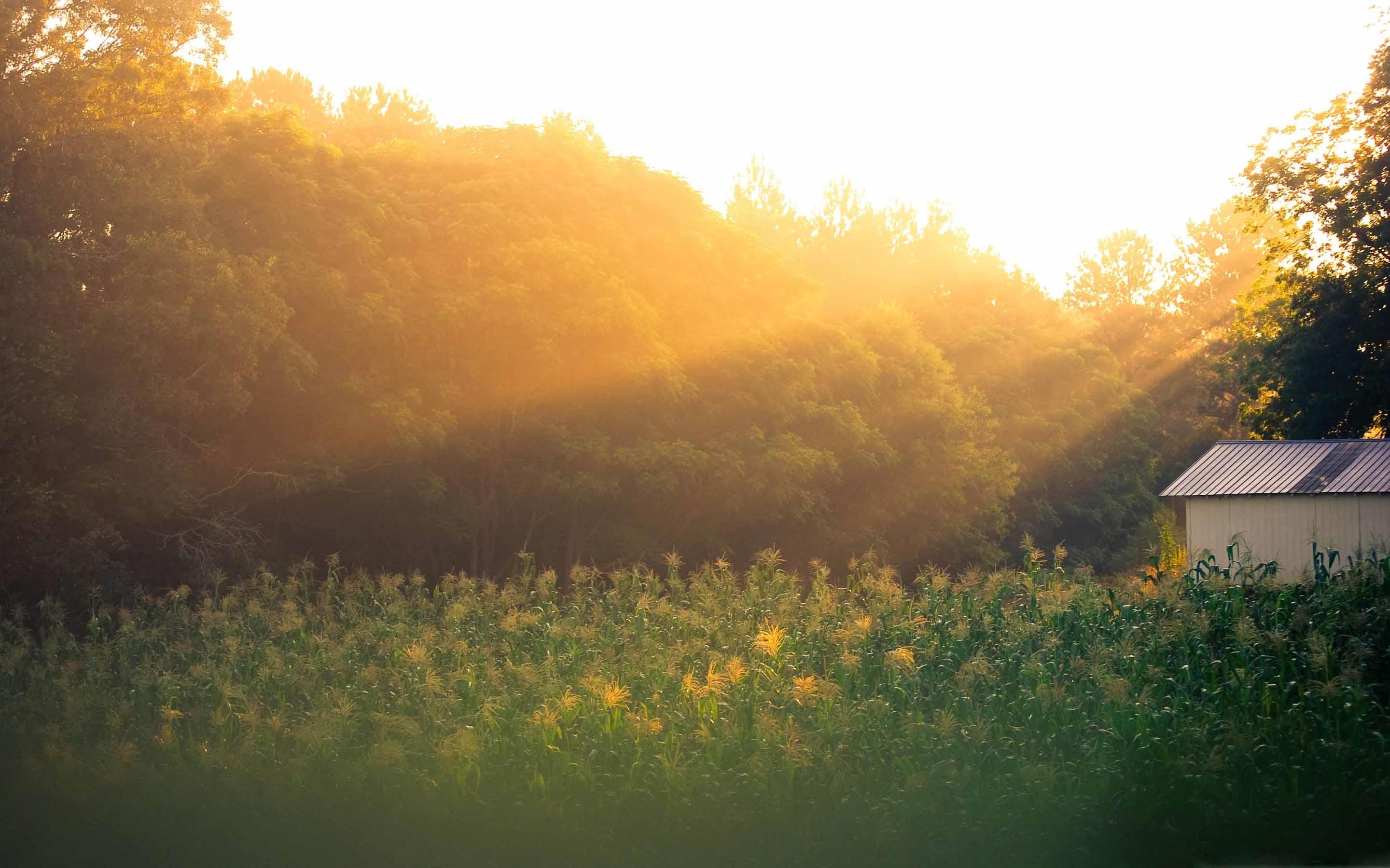 2880x1800 Field Of Corn At Sunrise MacBook Air Wallpaper Download