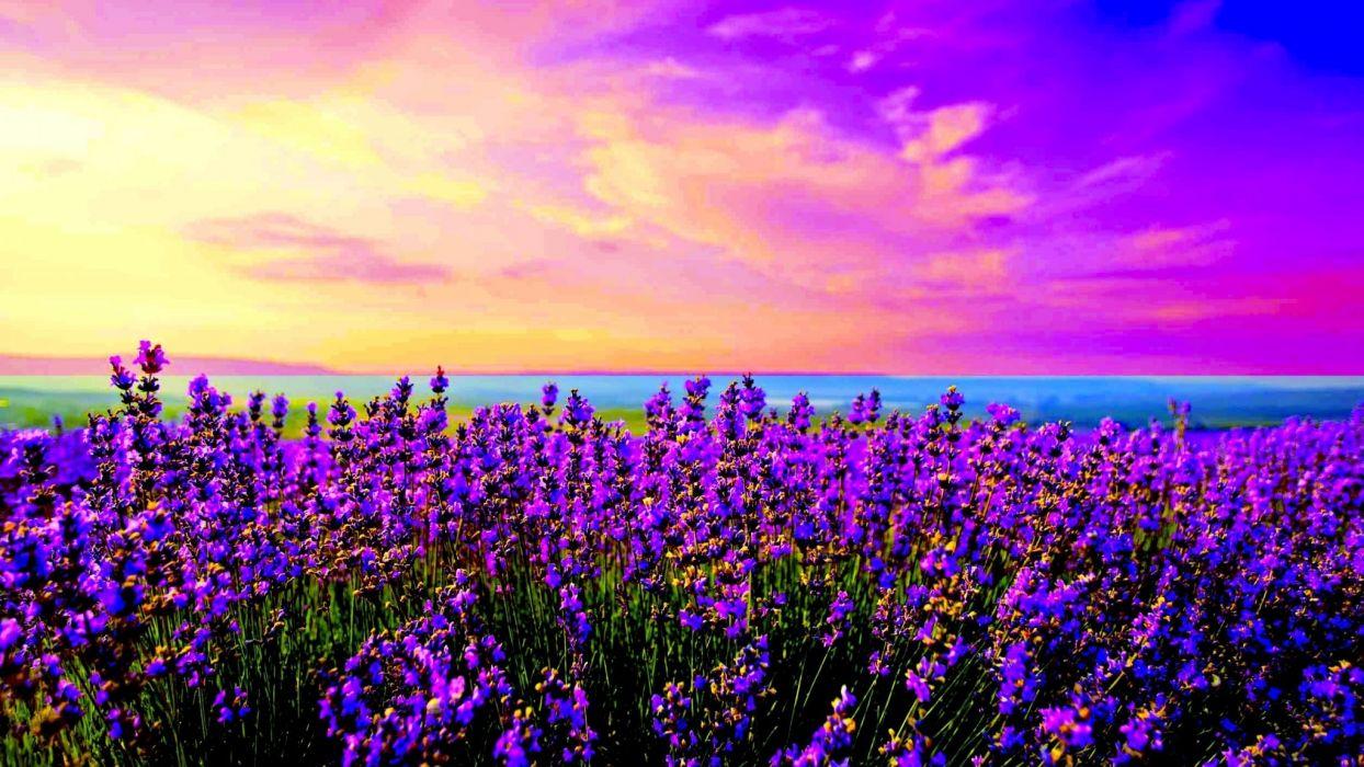 1244x700 Lavender Field Sunrise Wallpaper, HD Lavender Field Sunrise Background