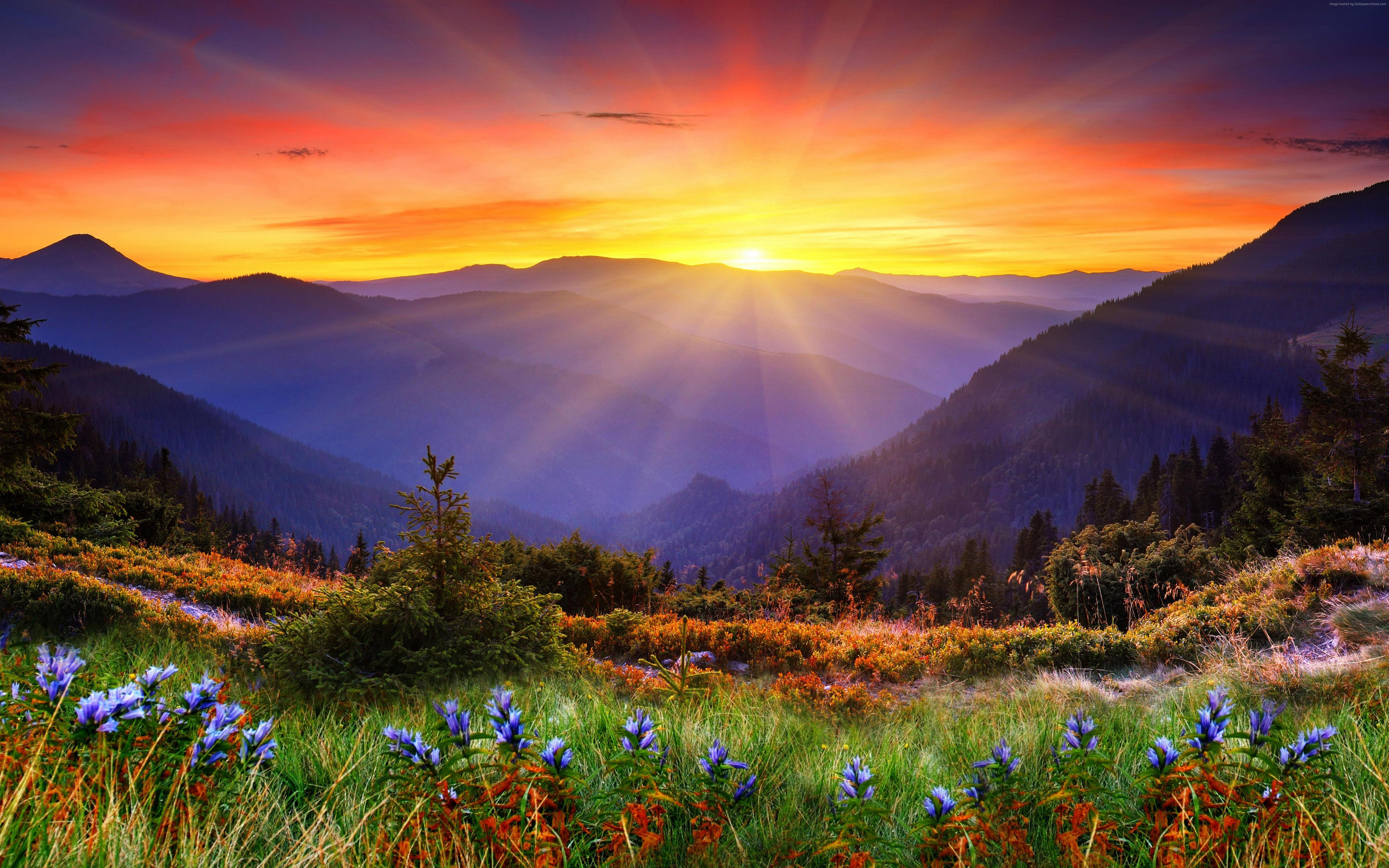 5615x3509 Sunrise New Zeland Mountain Field Flowers Wallpaper HD 5615x3509 :