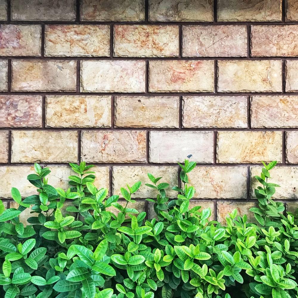 1000x1000 Green Wall Picture [HQ]. Download Free Image