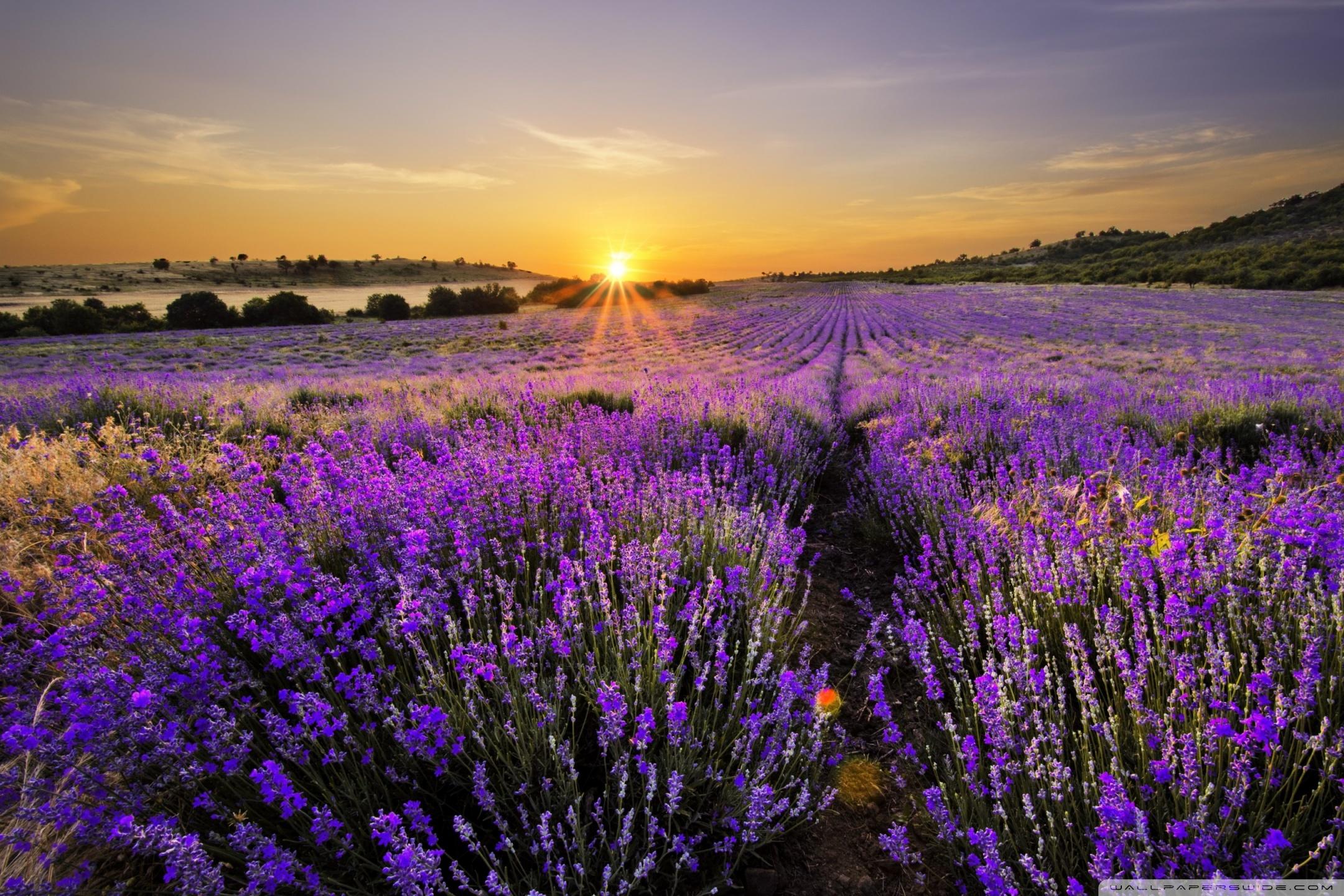 2160x1440 Sunrise In The Field Of Lavenders Ultra HD Desktop Background Wallpaper for 4K UHD TV : Multi Display, Dual Monitor : Tablet