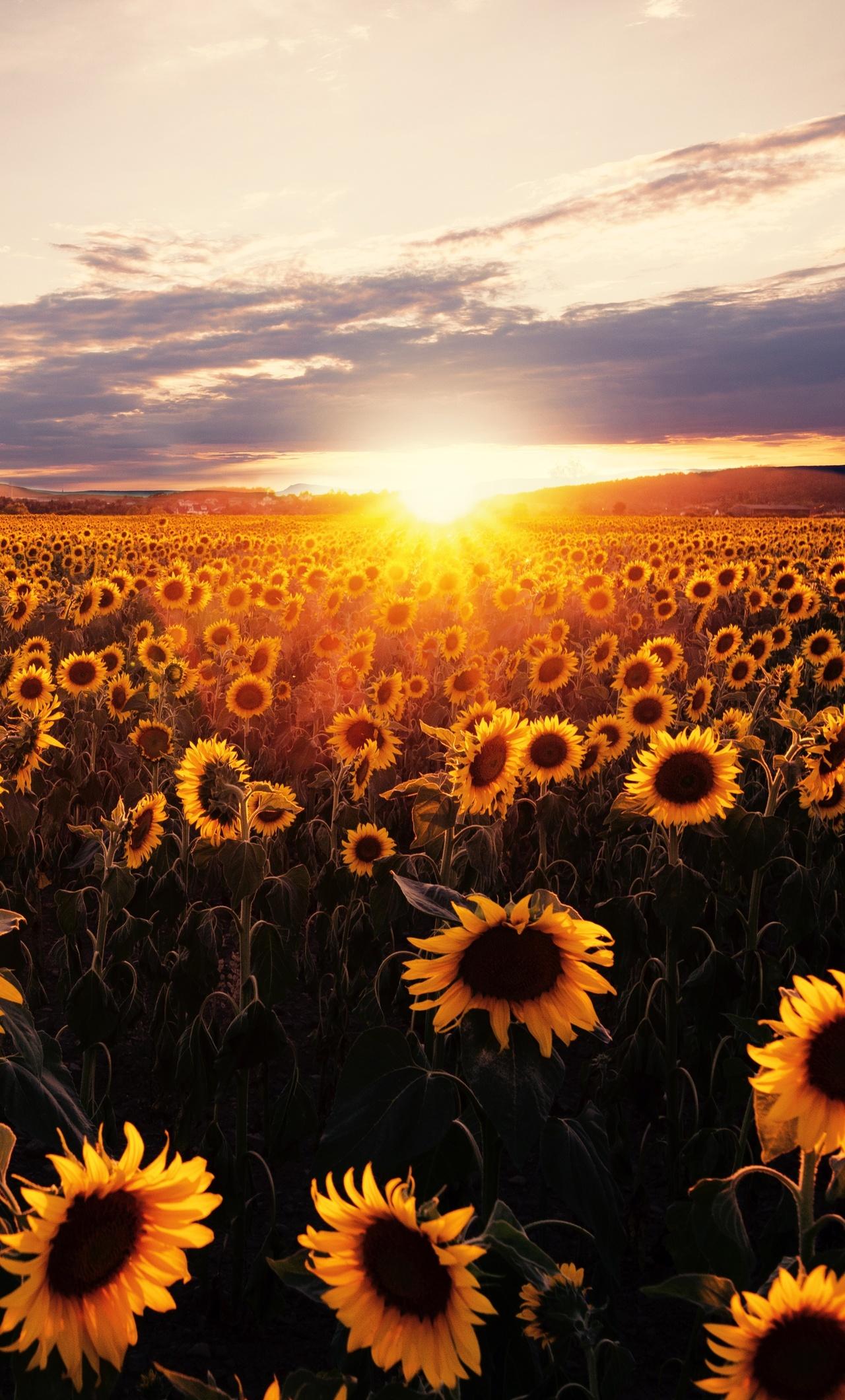 1280x2120 Sunflowers Field Sunrise 5k iPhone HD 4k Wallpaper, Image, Background, Photo and Picture