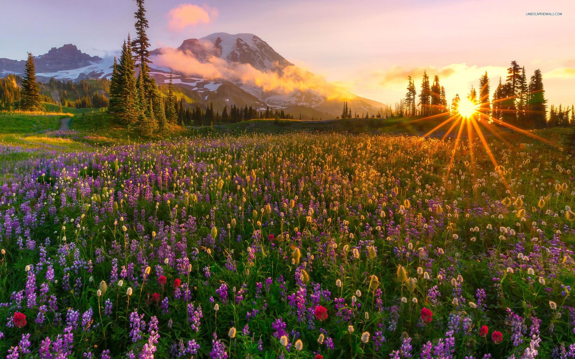 1920x1200 Free download Lavender Field Lovely Sunrise wallpaper Lavender Field Lovely [1920x1200] for your Desktop, Mobile & Tablet. Explore Lavender Field Wallpaper. Lavender Wallpaper, Lavender Wallpaper Download, Lavender Wallpaper for Walls