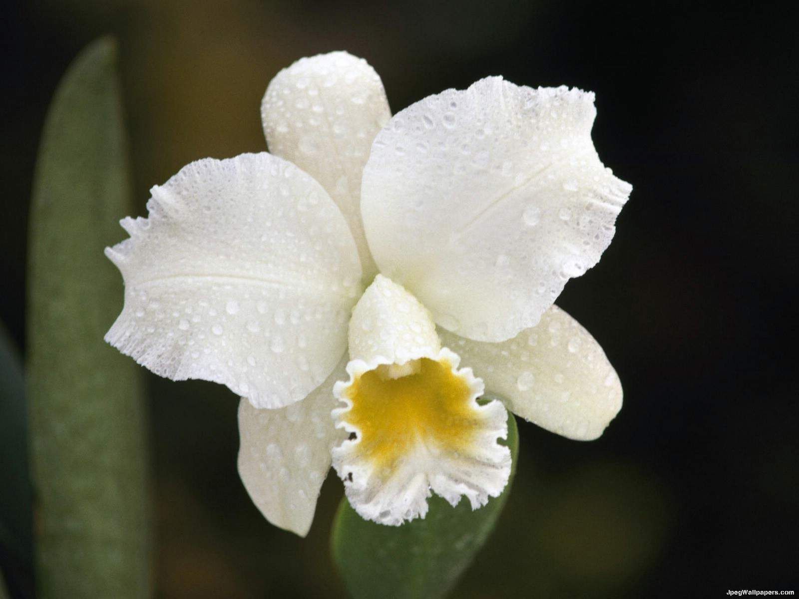 1600x1200 Cattleya Orchid Wallpaper
