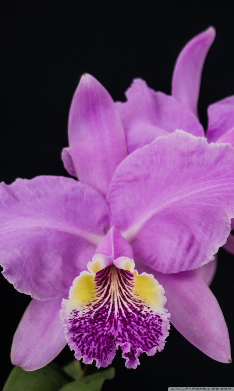 768x1280 Cattleya Lueddemanniana Orchids Flowers Ultra HD Desktop Background Wallpaper for : Multi Display, Dual Monitor : Tablet