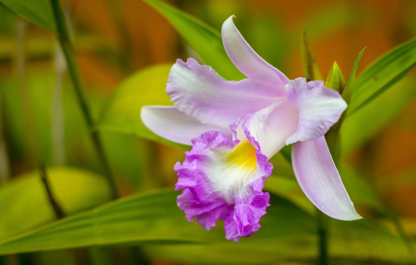 1332x850 Wallpaper macro, petals, Orchid, Cattleya image for desktop, section цветы