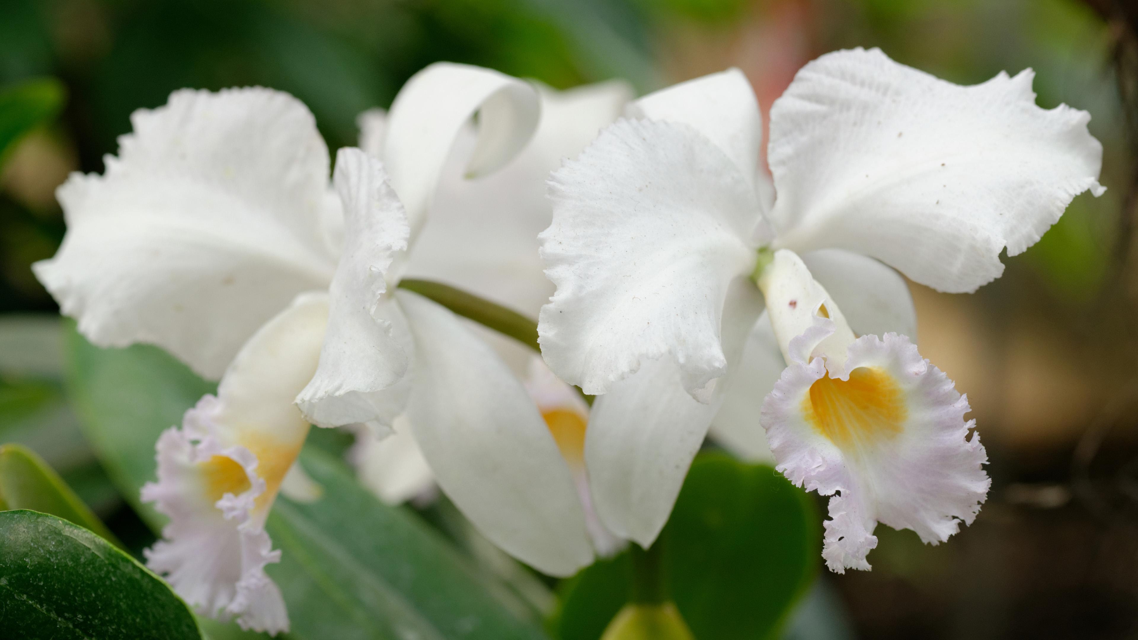3840x2160 Cattleya Orchid Flower in Garden Wallpaper. Wallpaper Download. High Resolution Wallpaper