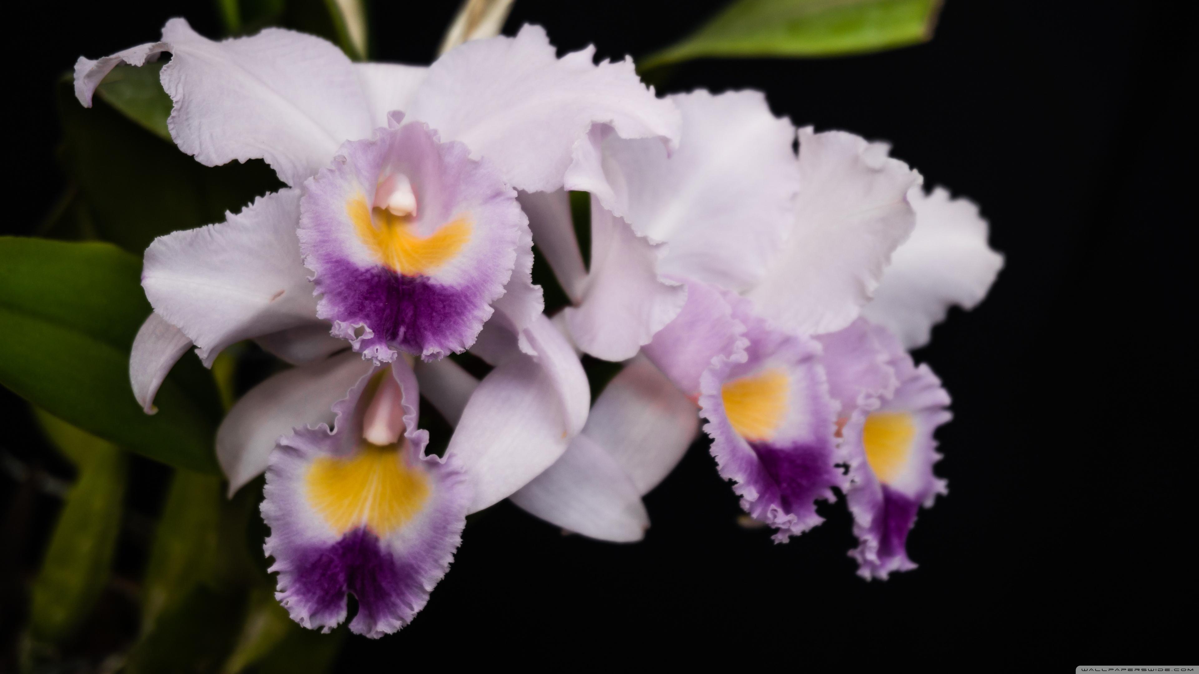 Cattleya Orchid Wallpapers - Top Free Cattleya Orchid Backgrounds