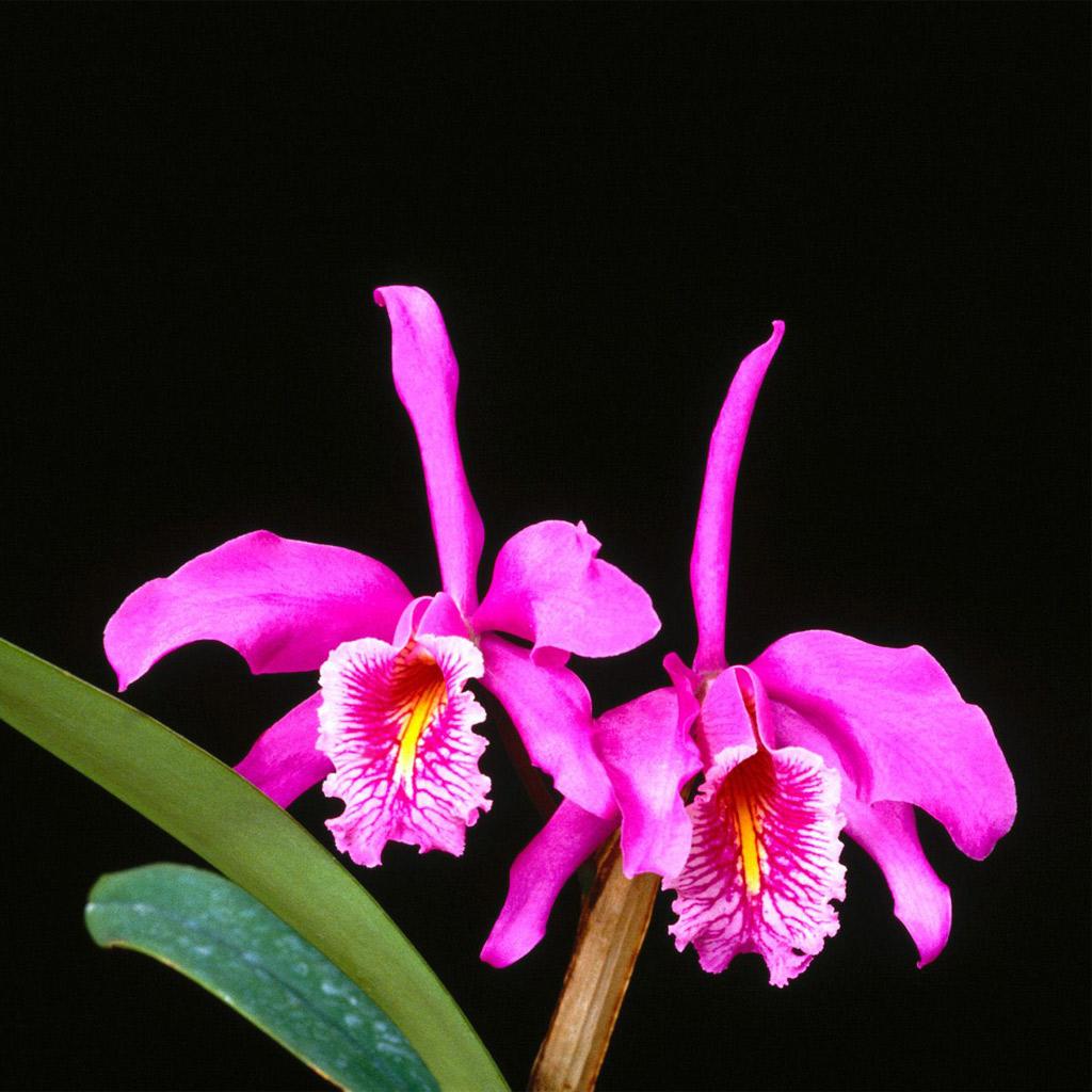 1024x1024 Flowers Maxima Orchid iPhone HD Wallpaper Free