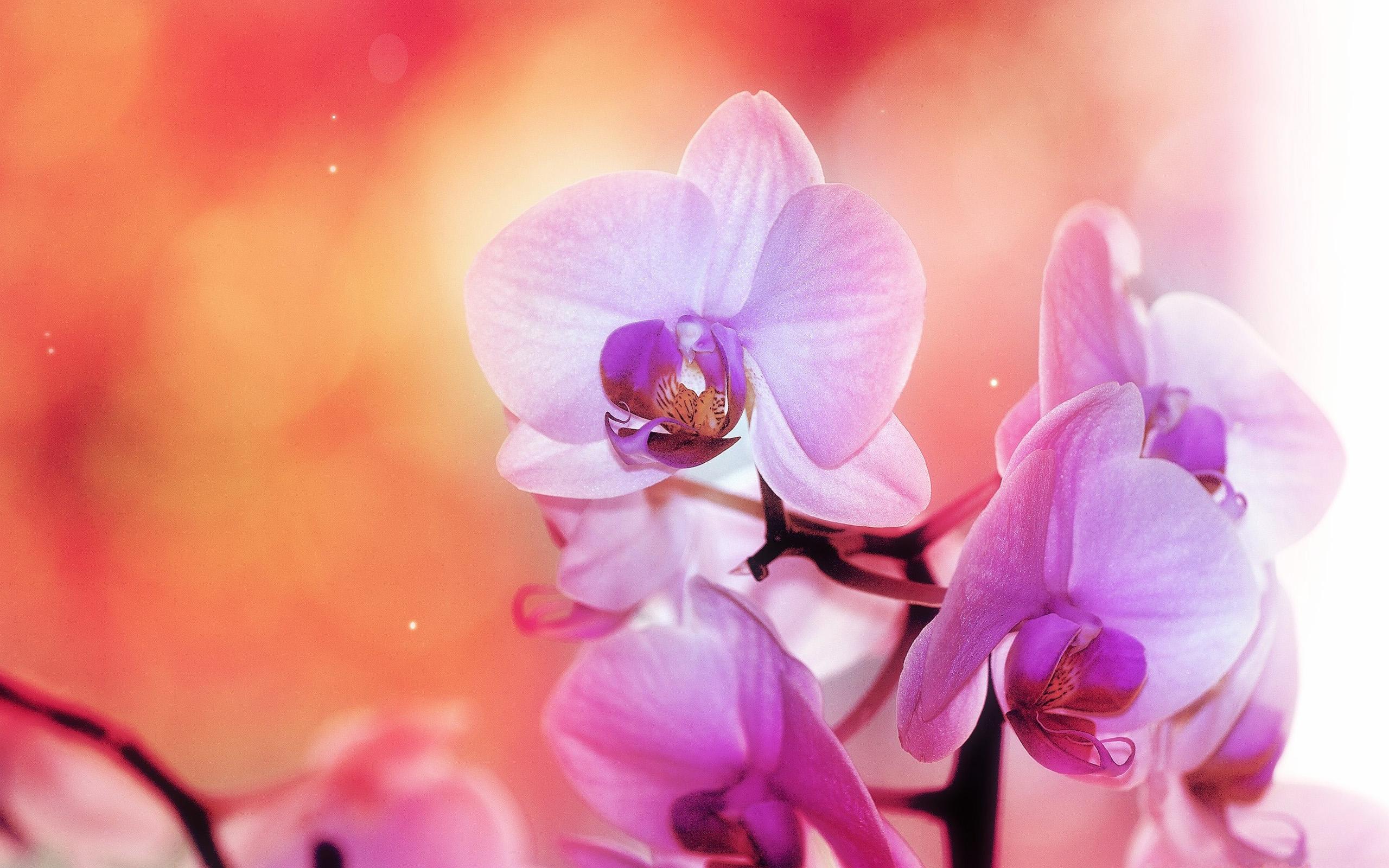 2560x1600 Amazing Orchid Wallpaper