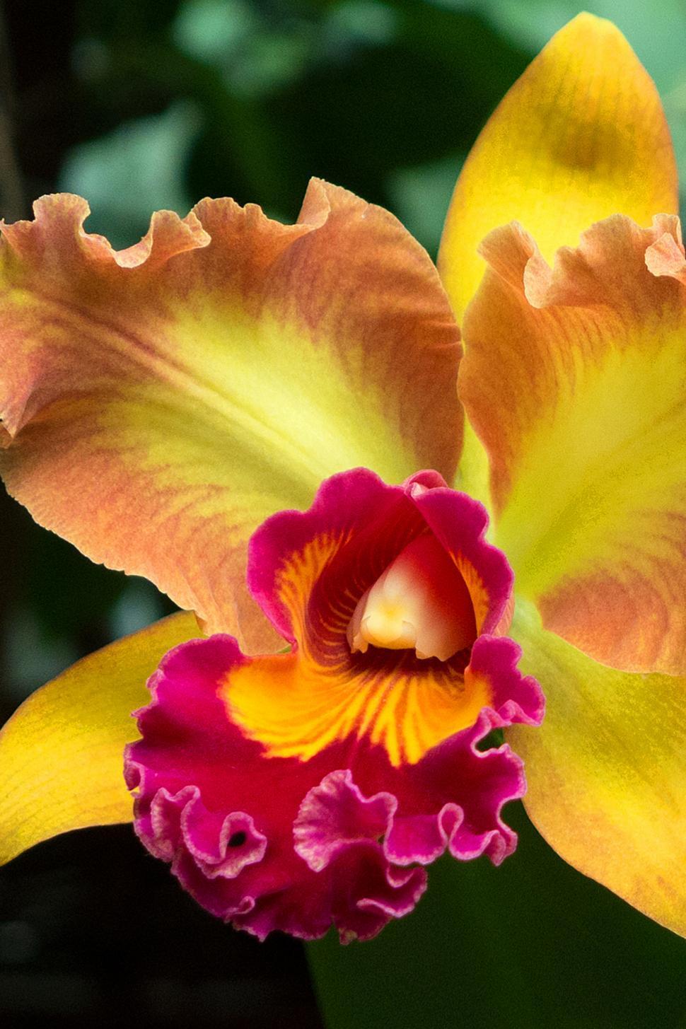 970x1455 Free of Yellow Red Flower Cattleya Orchid Bloom. Download Free Image and Free Illustrations