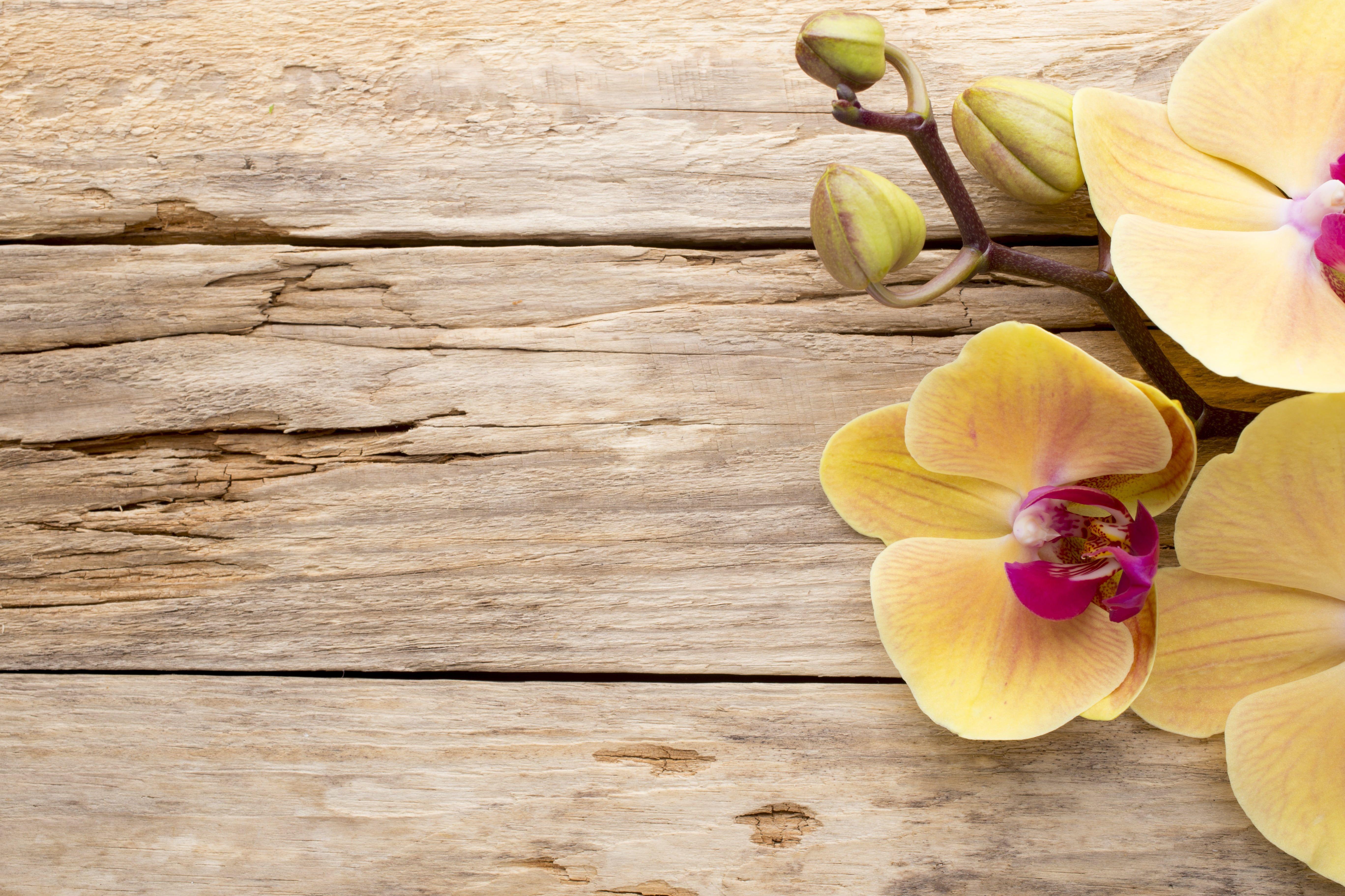 5472x3648 wood #Orchid #flowers #orchid K #wallpaper #hdwallpaper #desktop. Orchids, Flower close up, Flowers black background