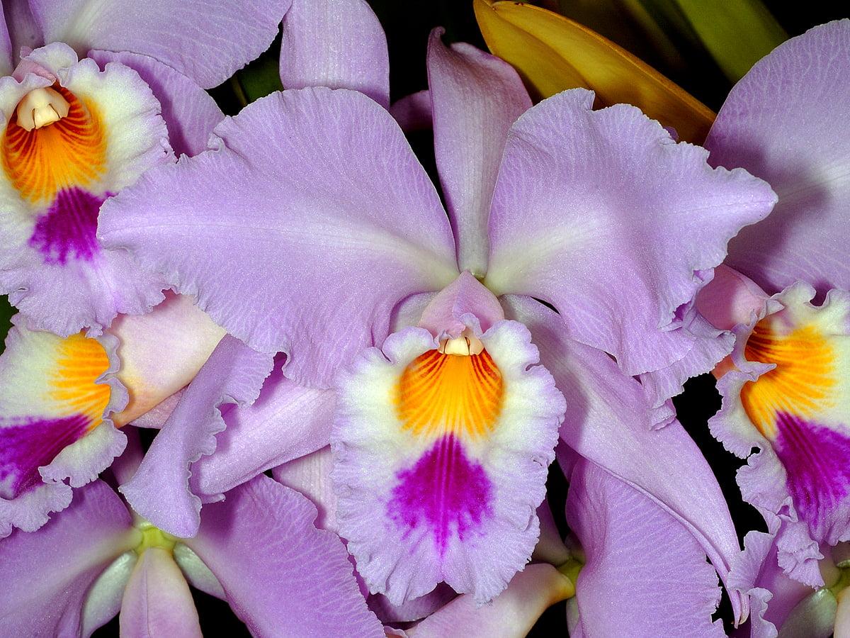 1200x900 Christmas orchid wallpaper HD. Download Free background