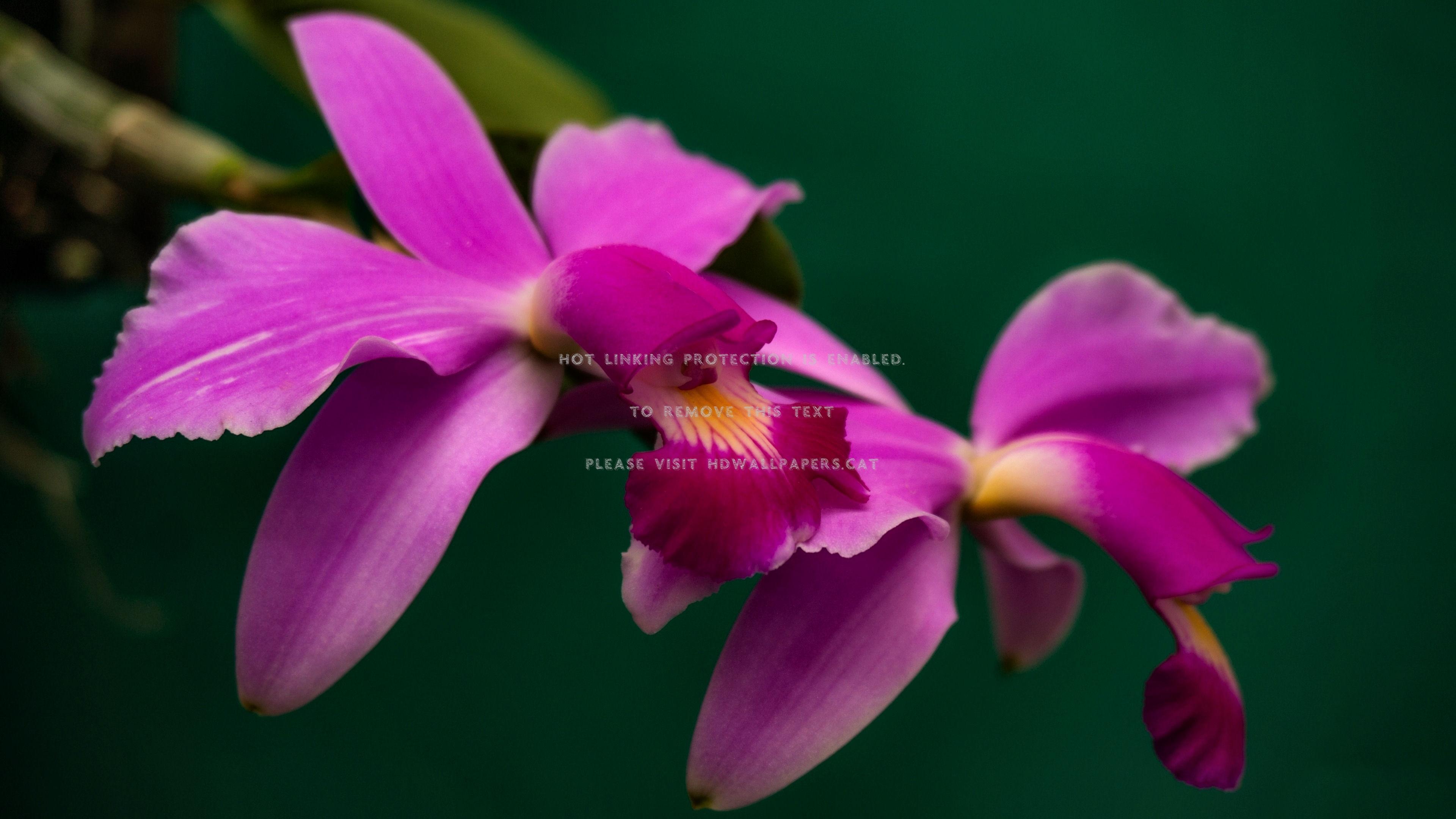 Cattleya Orchid Wallpapers - Top Free Cattleya Orchid Backgrounds
