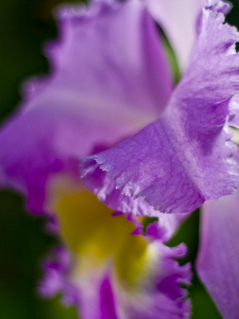 768x1024 Free download cattleya orchid mac wallpaper desktop wallpaper [1920x1200] for your Desktop, Mobile & Tablet. Explore Orchid Desktop Wallpaper. Purple Orchid Wallpaper, Blue Orchid Wallpaper, Beautiful Orchids Wallpaper